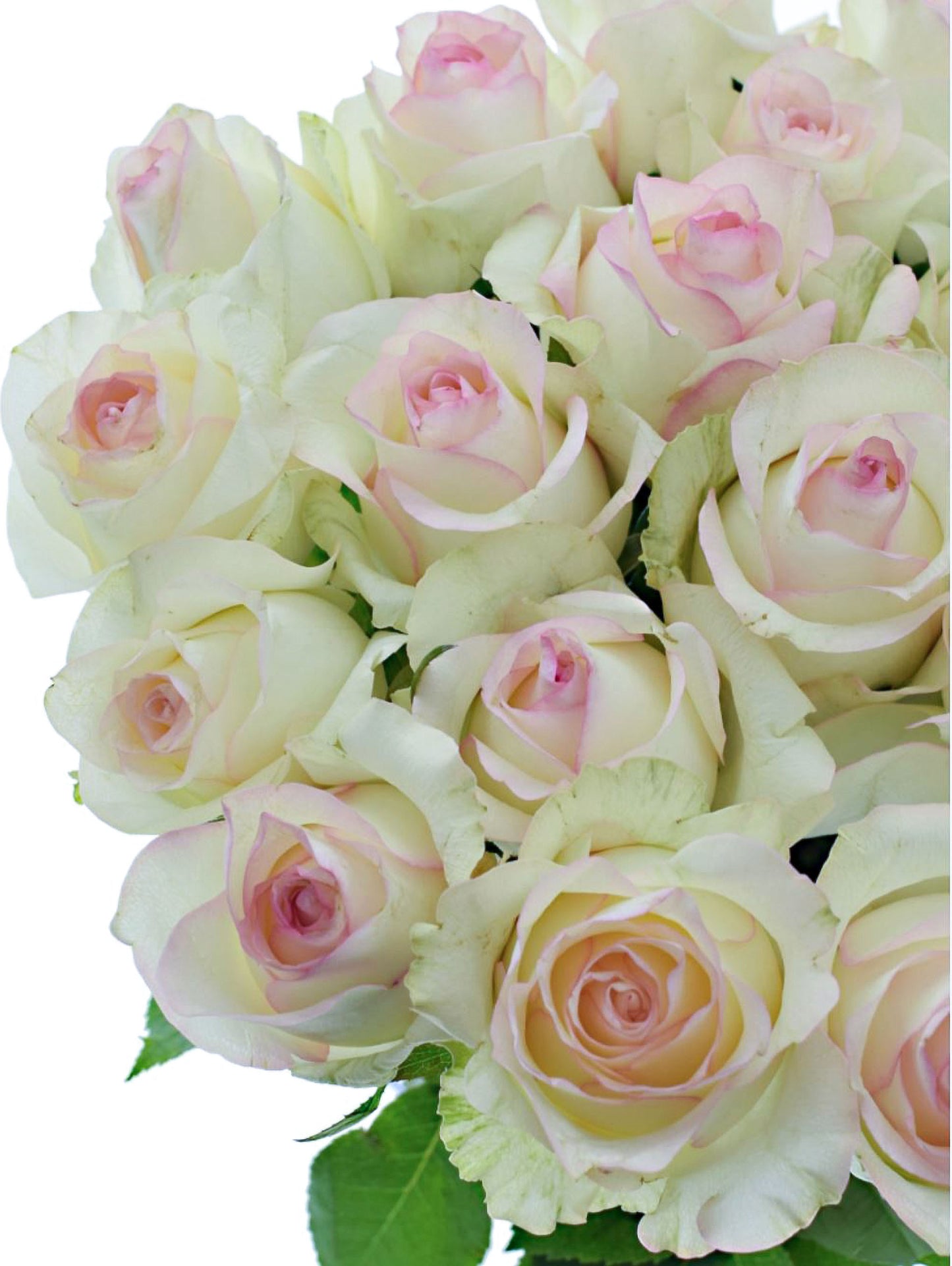 #SPN117,Sweet Jumilia 甜蜜艾莎, Netherlands Florist Shrub Rose.