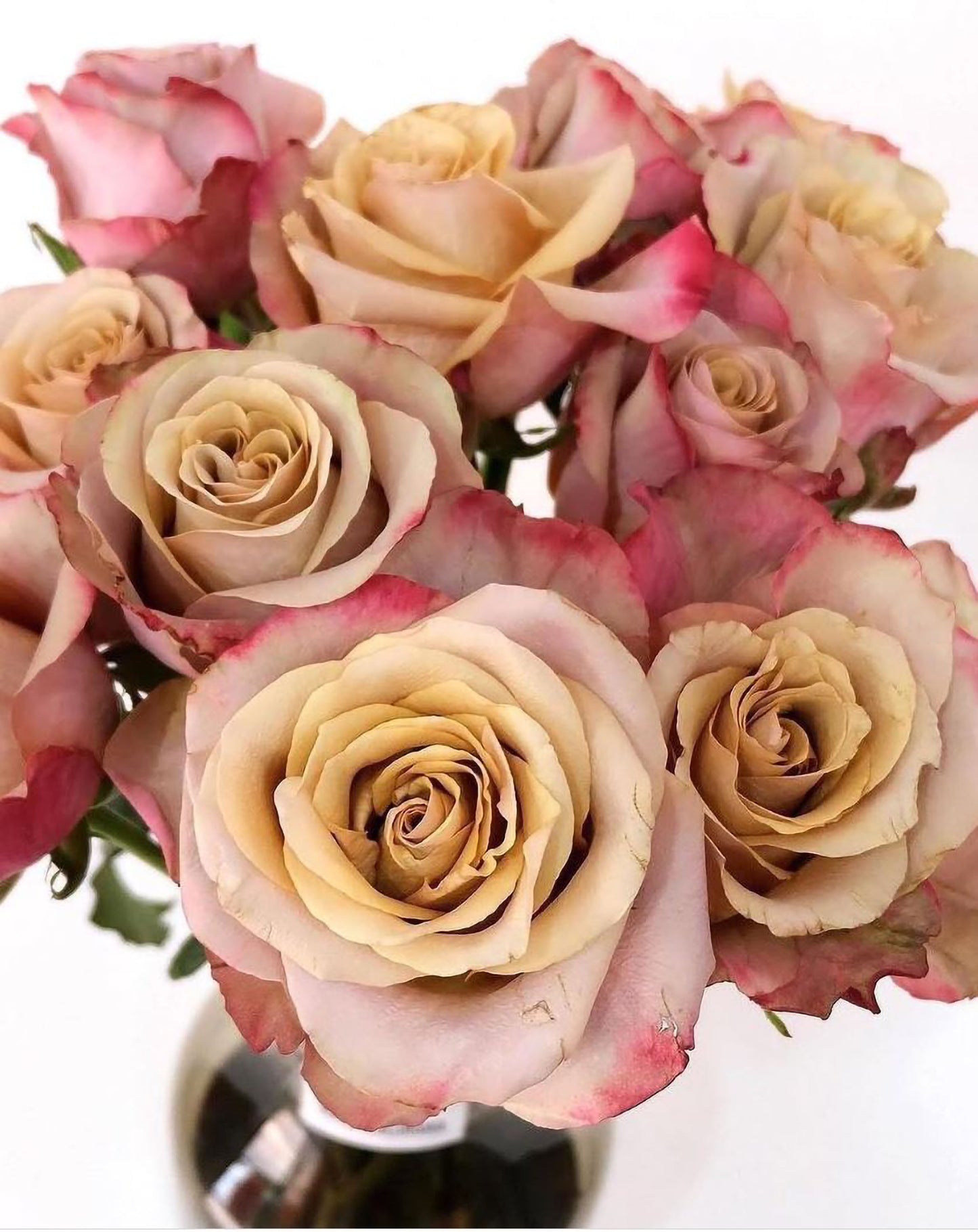 #SPF238,NEW! Extremely Similar to Honey Colorama 蜂蜜色彩,Florist Shrub Rose.