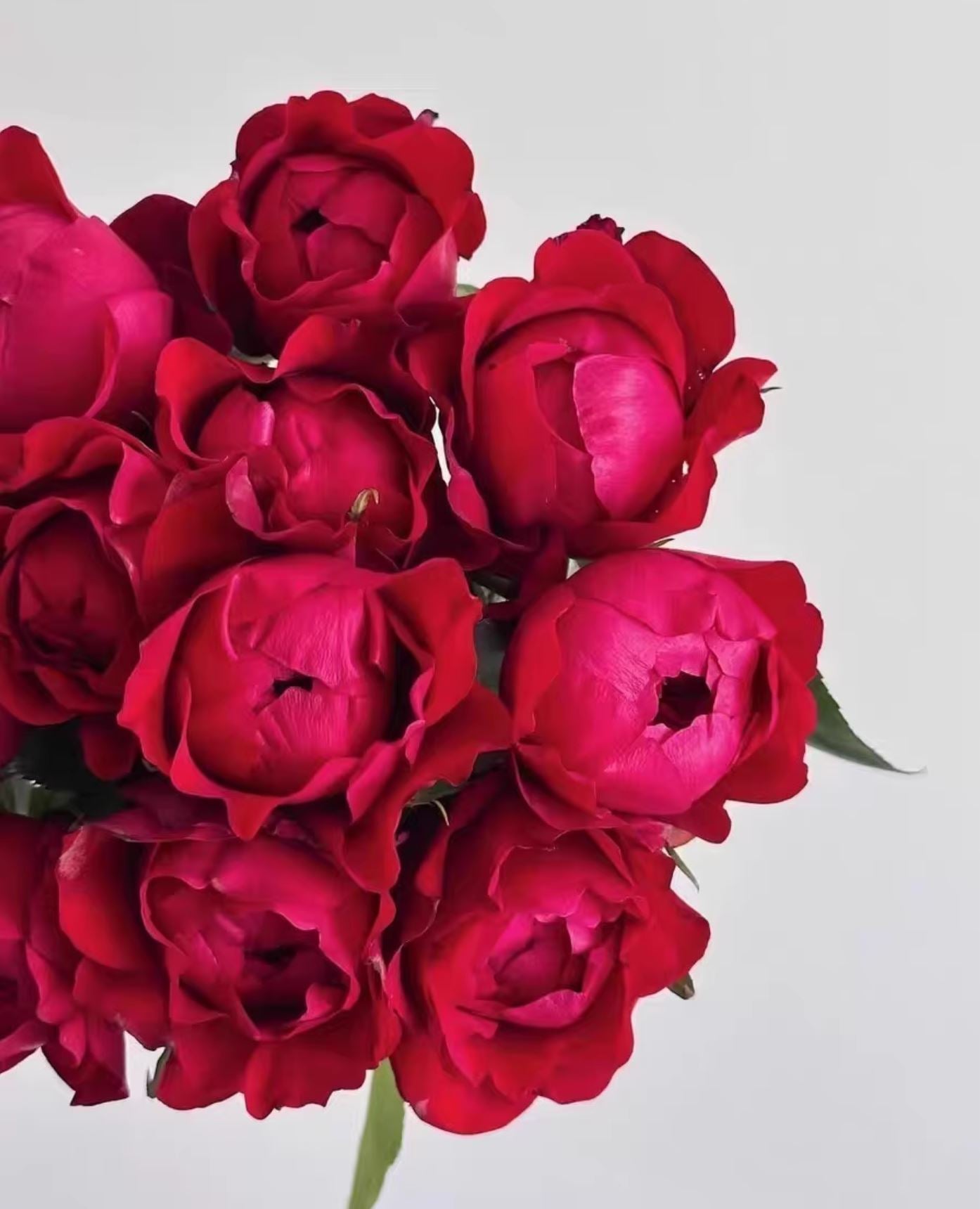 #SPC300, Peony kiss 芍药红, Florist Cutting Rose. Non-Grafted/Own Root.