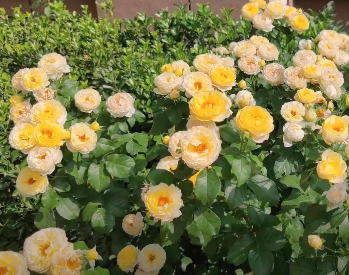 #SPF247,Chateau de Cheverny 黄金城堡,Climbing & Shrub Roses, Non-Grafted/Own Root.