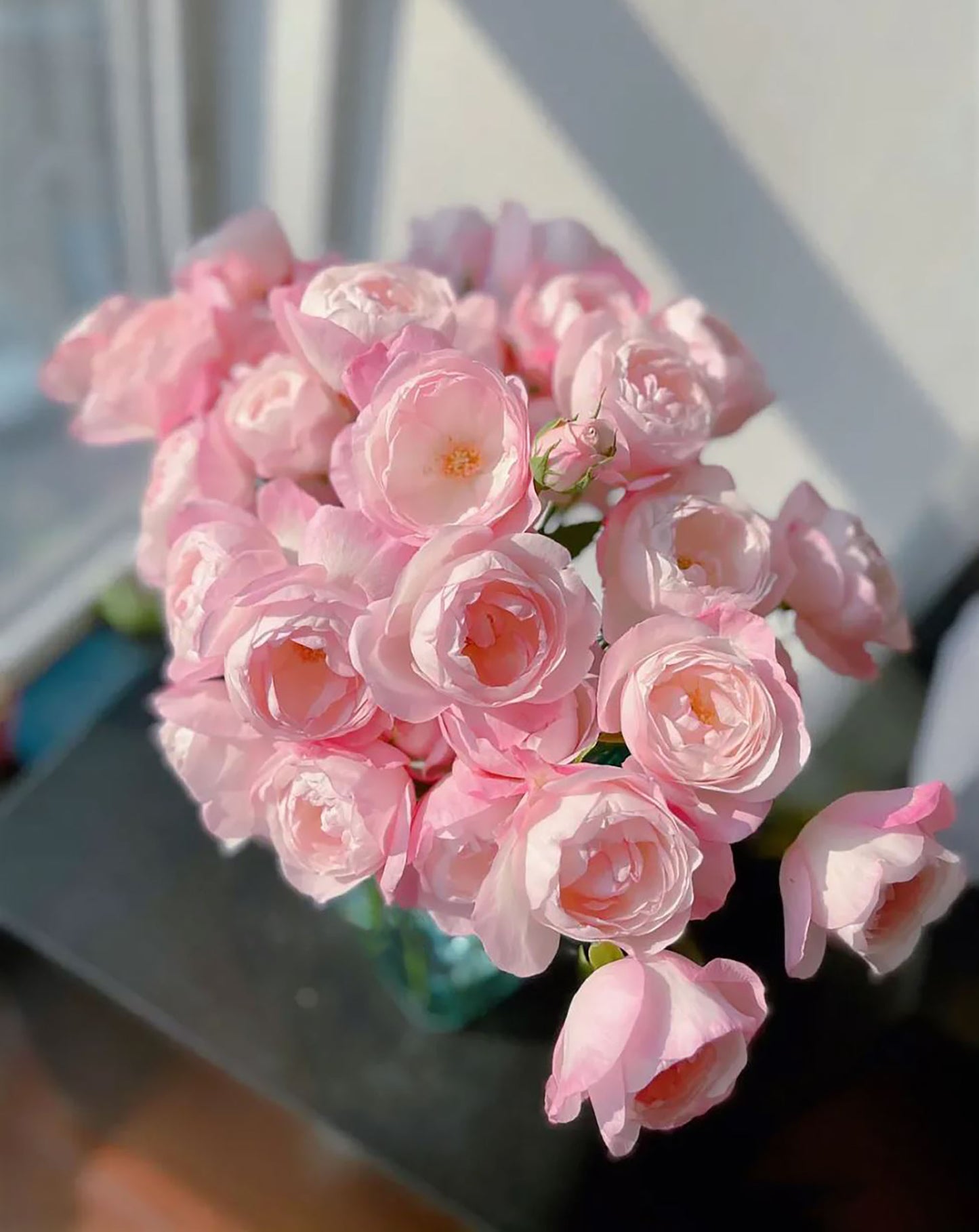 #SPJ111 , Strawberry Macaron草莓杏仁饼,Japanese Floribunda Rose, Non-Grafted/Own Root.