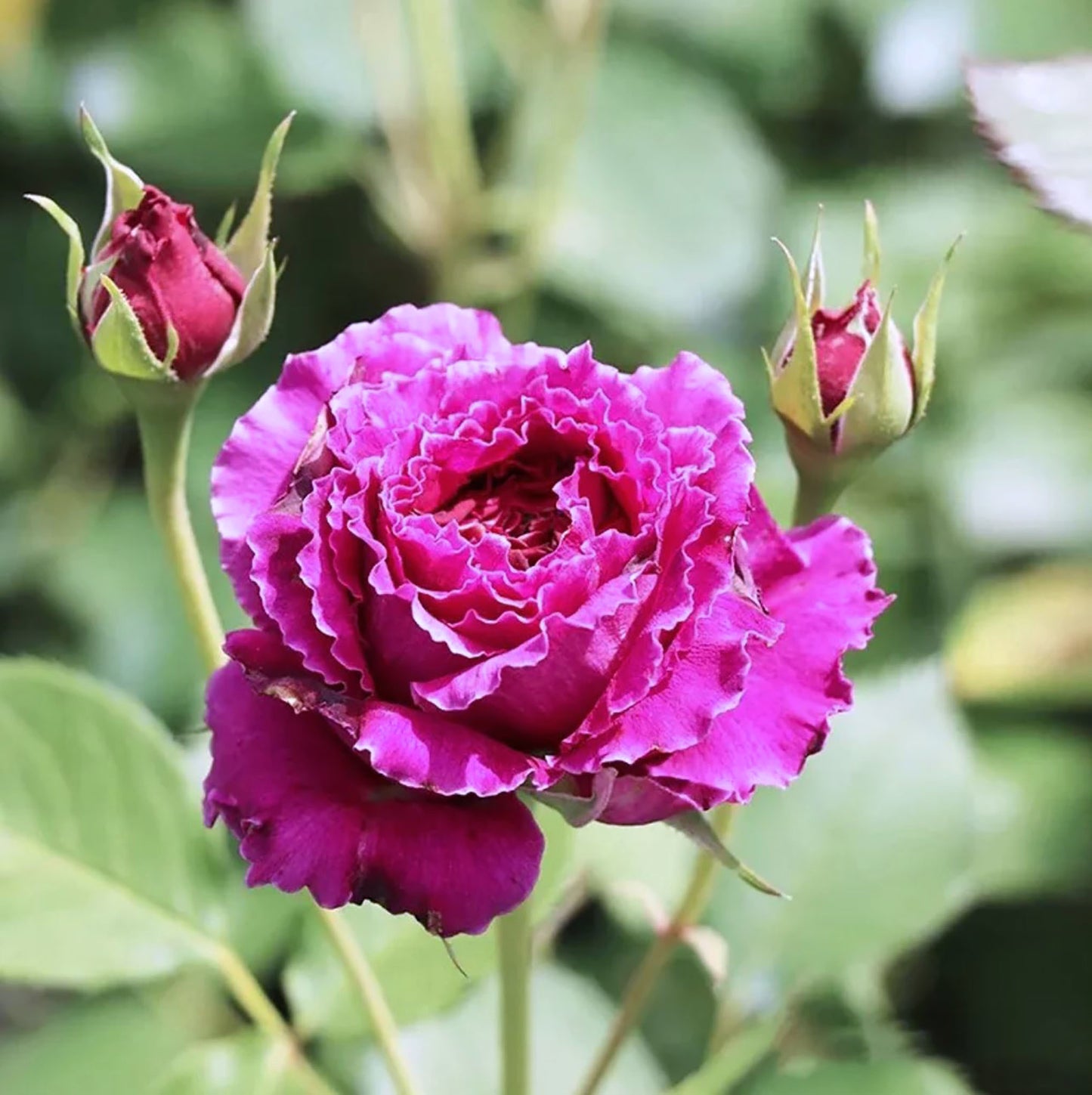 #SPJ097, Ramukan 草药,Japanese Shrub Rose,Strong Disease Resistance and Heat Tolerance,Non-Grafted/Own Root.