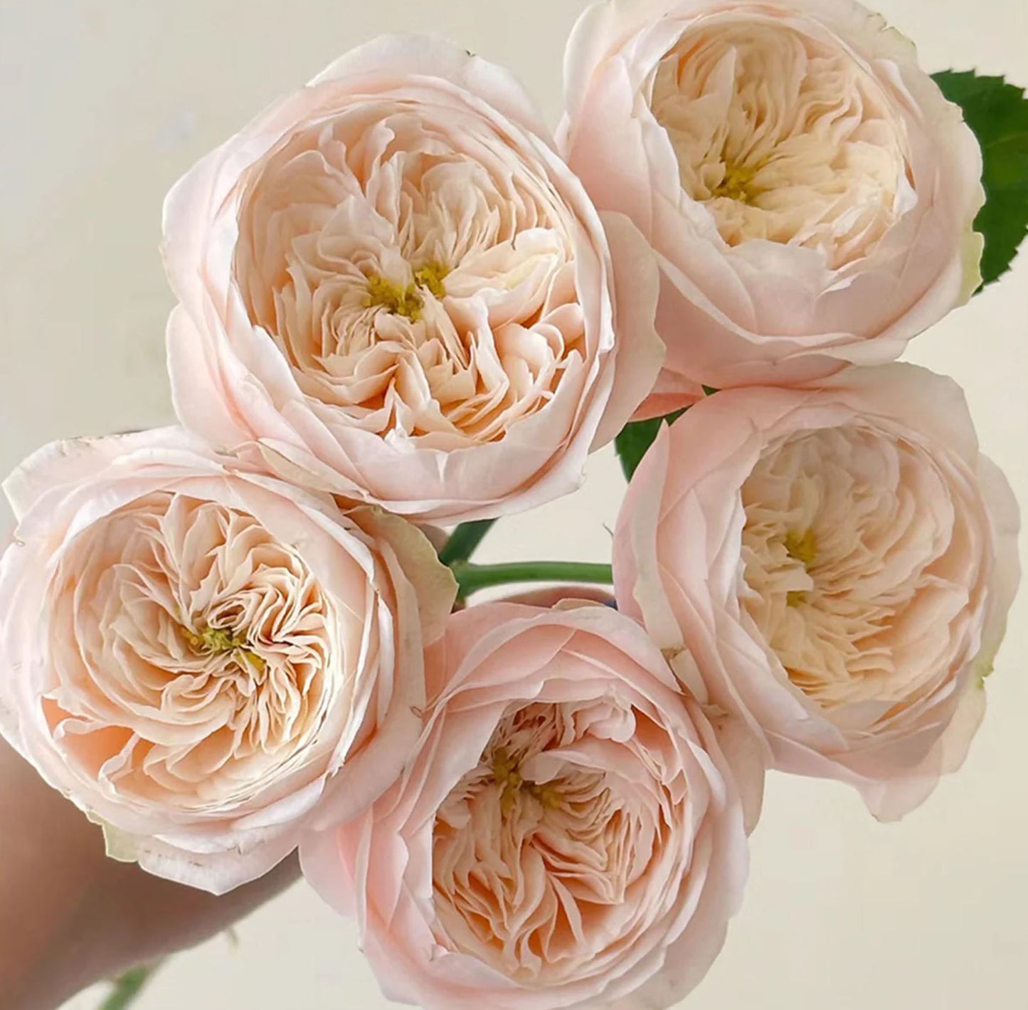 #SPN116, Darlington 达林顿, Florist Shrub Rose.