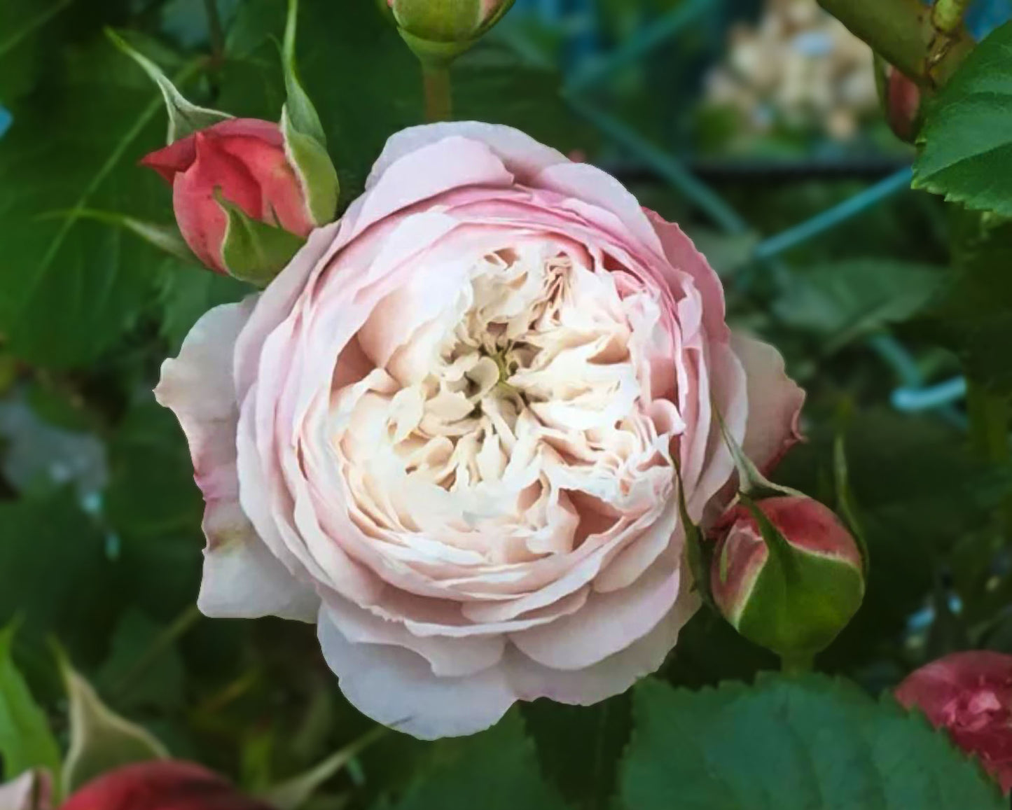 #SPJ121,Tomolove 明日爱,Japanese Floribunda Rose, Non-Grafted/Own Root.