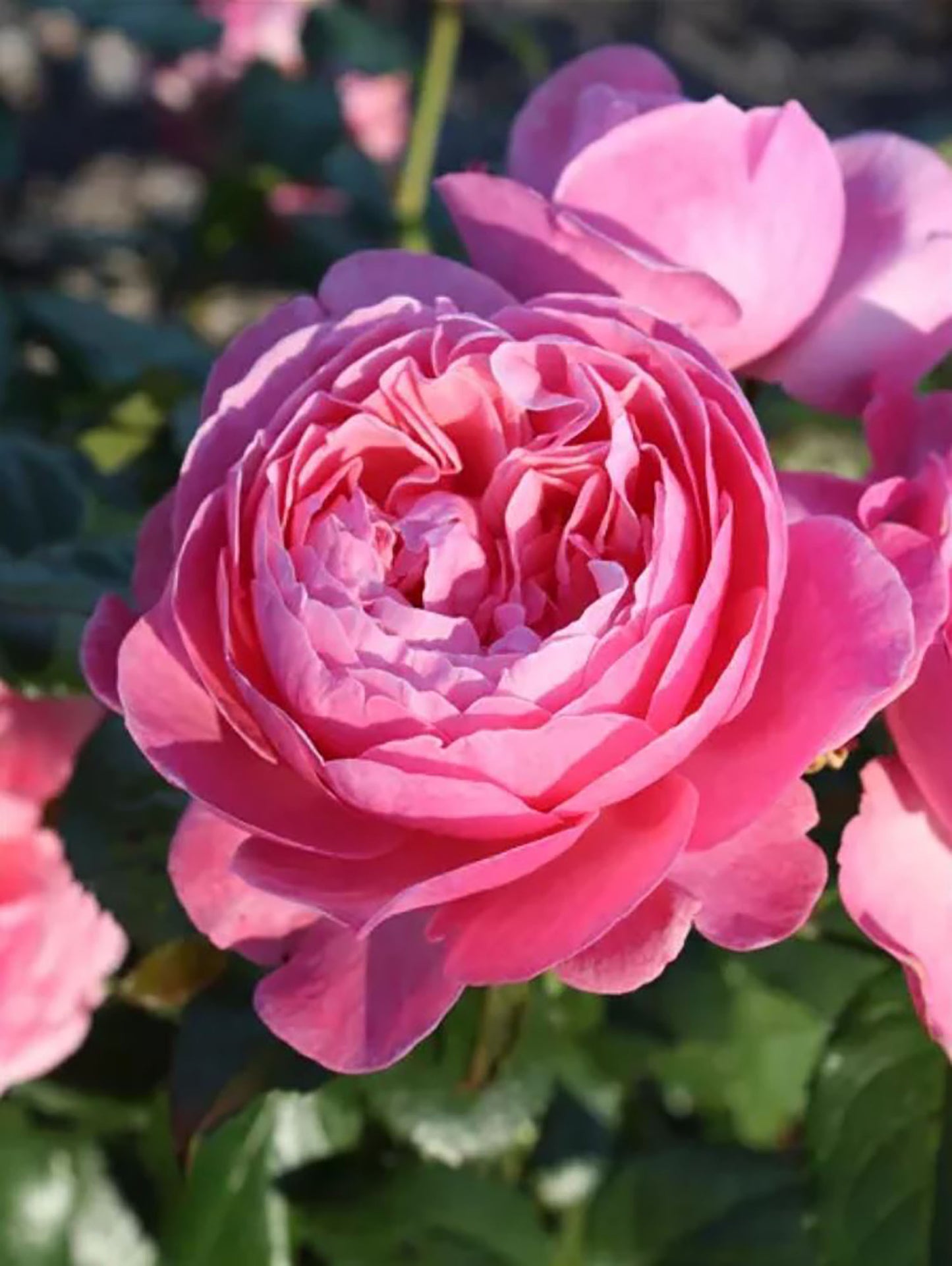 #SPG045,extremely similar to Flora Colonia 科隆百花园, German Climbing & Shrub Roses, Large, Strong fragrance.Heat-tolerant, disease-resistant, Non-Grafted/Own Root.