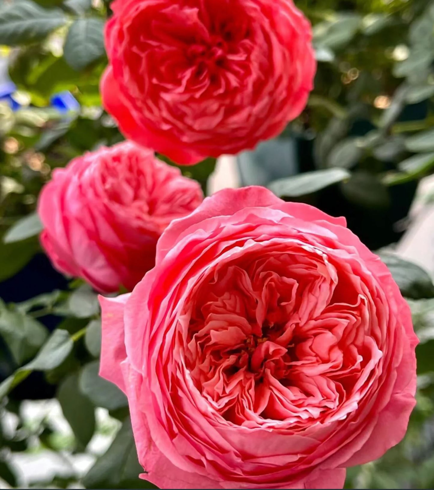 #SPC206, Flamingo 火烈鸟, Shrub Rose, upright, Strong Cold And Disease Resistance, Moderately Fragrant, Non-Grafted/Own Root.