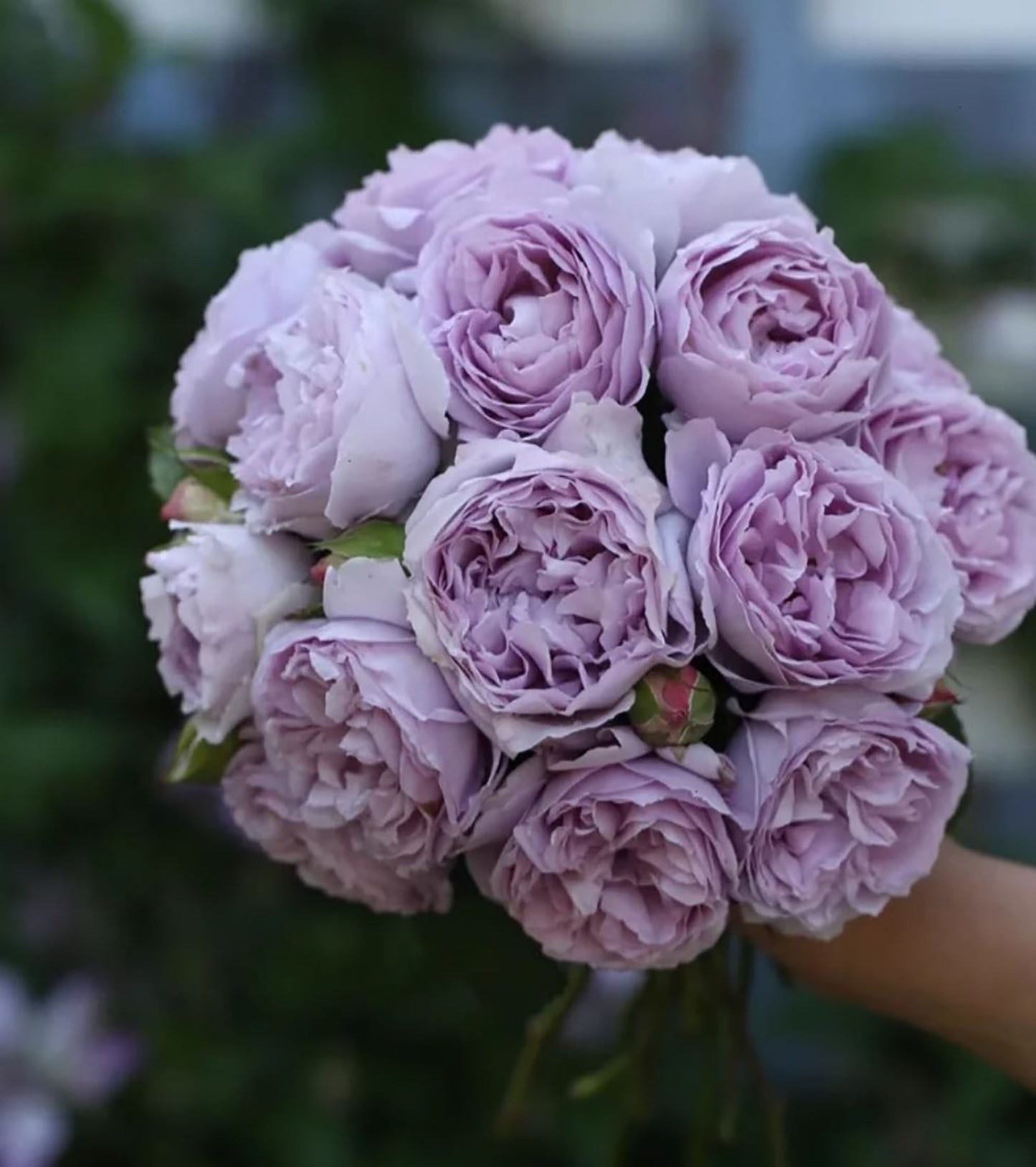 #SPJ185, Lilas 丽拉 リラ,Japanese Shrub Rose, Non-Grafted/Own Root.