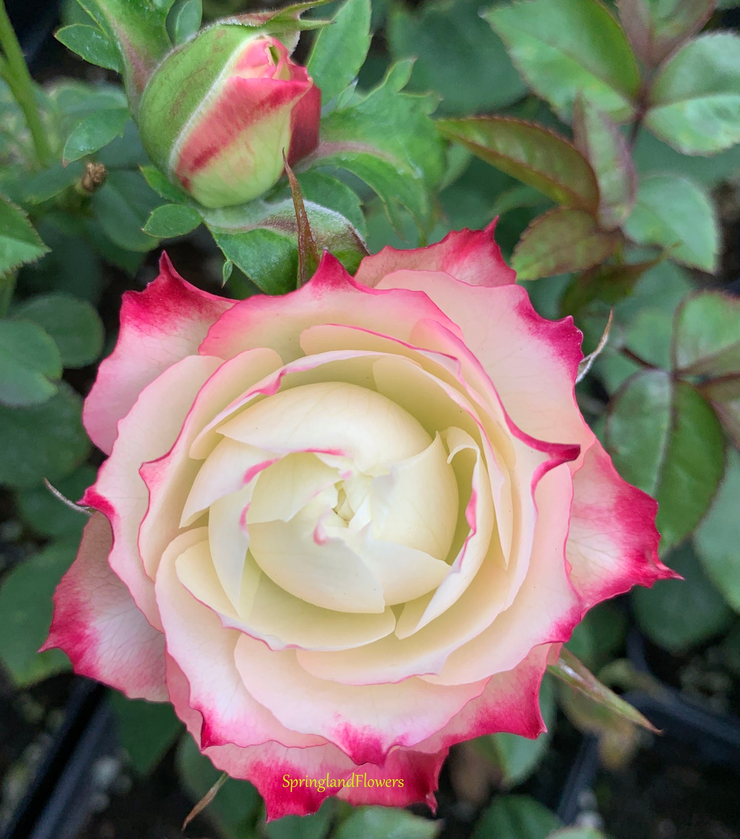 Rose Apple Jack 苹果杰克, Non-Grafted/Own Root. disease-resistant plant, Continual Blooming.