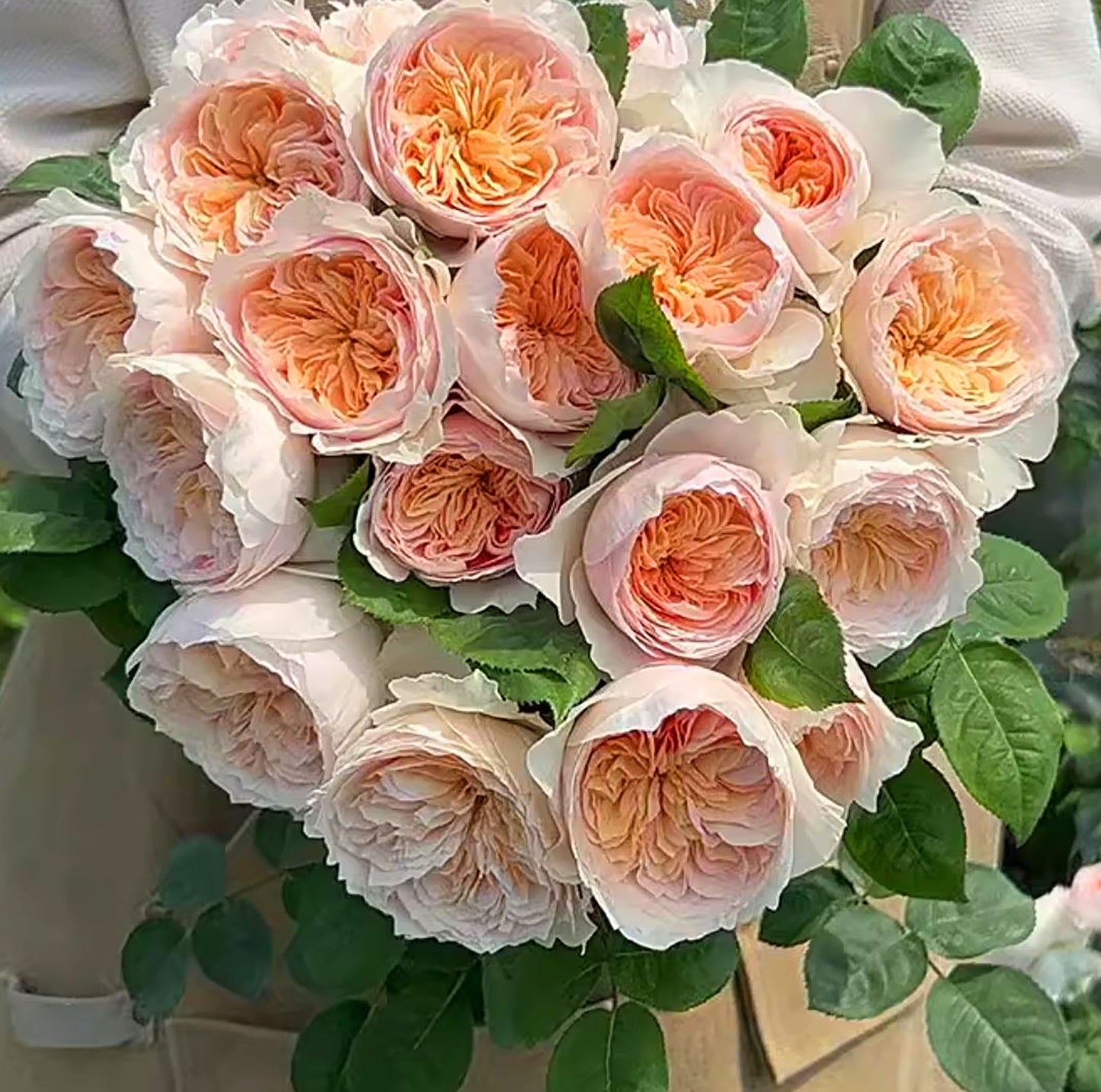 #SPC215, HanXian 涵仙,Climbing and Shrub Rose, Non-Grafted/Own Root.