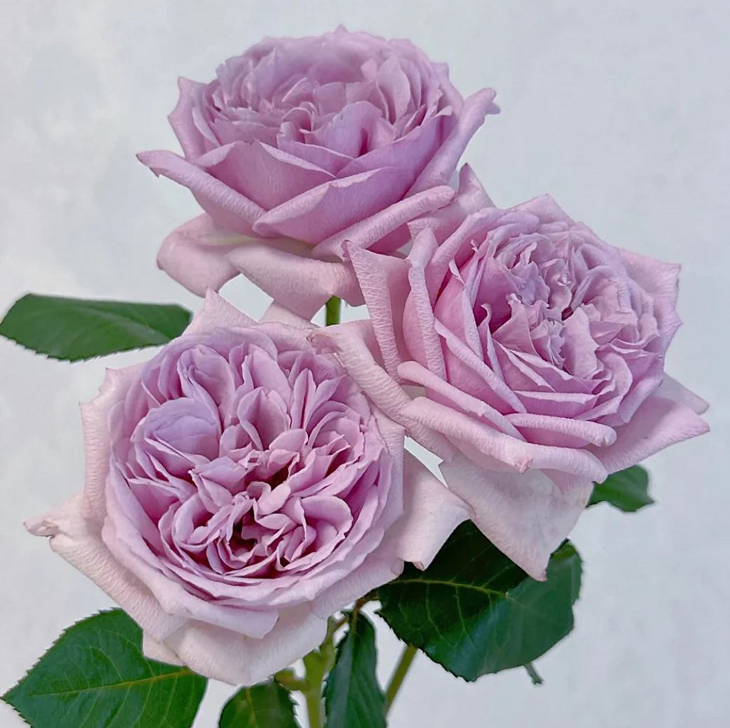 #SPJ136,Karen 卡伦/紫琪,Japanese Florist Shrub Rose. Heat-tolerant, disease-resistant,Non-Grafted/Own Root.