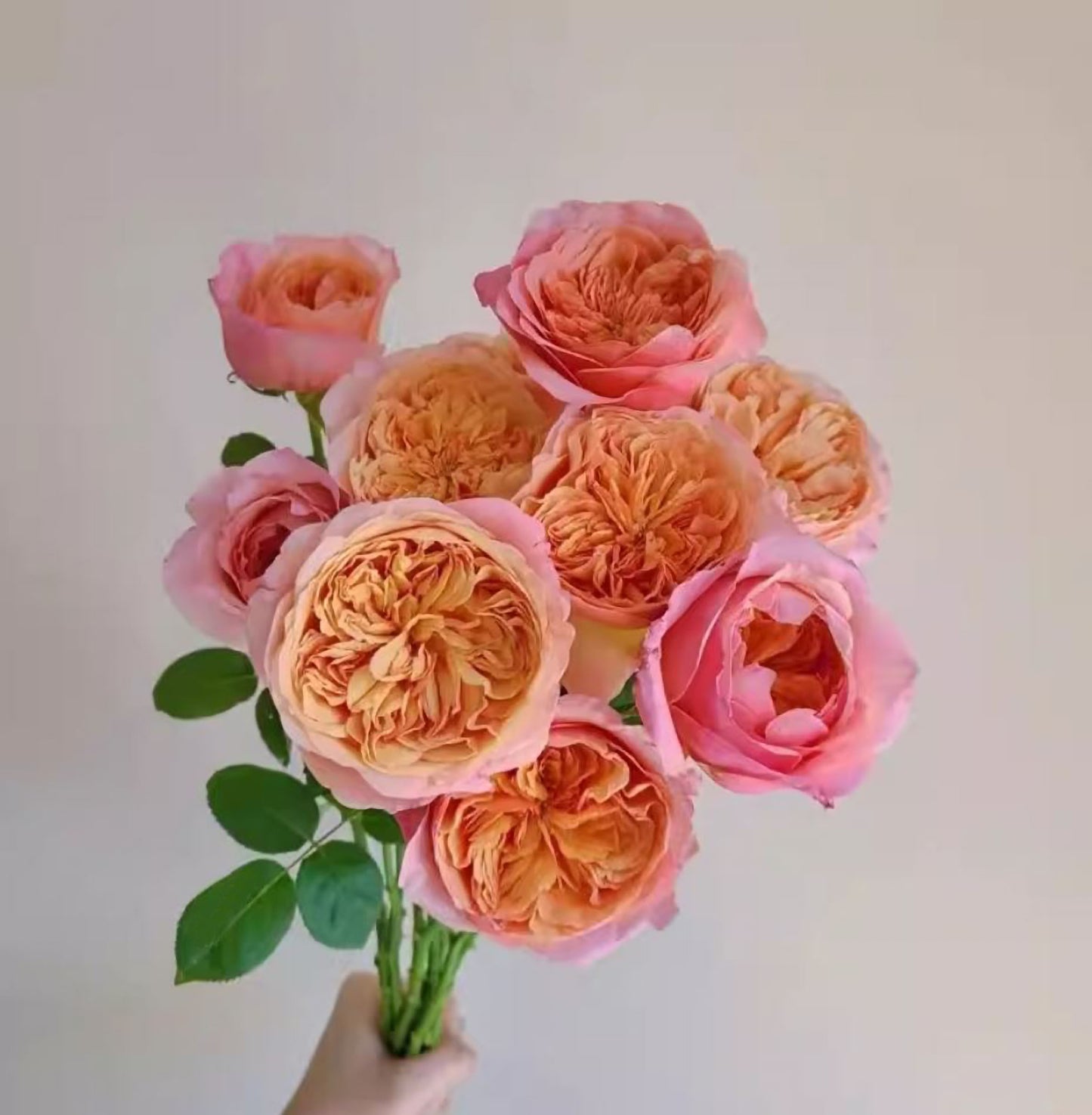 #SPN153,Victoria's Secret  维多利亚的秘密 , Shrub Rose , Non-Grafted/Own Root.
