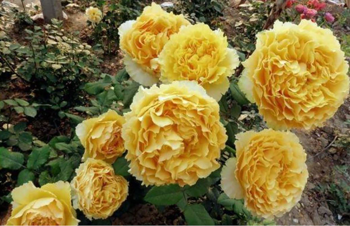 #SPJ087,Shining Smile 阳光笑容, Japanese Florist Shrub Rose, Non-Grafted/Own Root.