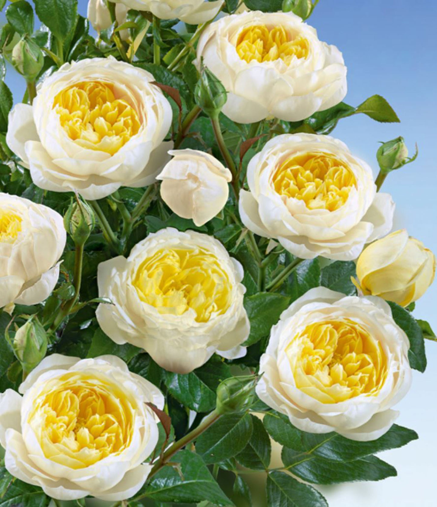 Amnesty International 大赦国际/柠檬雪酪,French Climbing Rose, Strong fragrance. Large. Heat Resistant.Non-Grafted/Own Root.