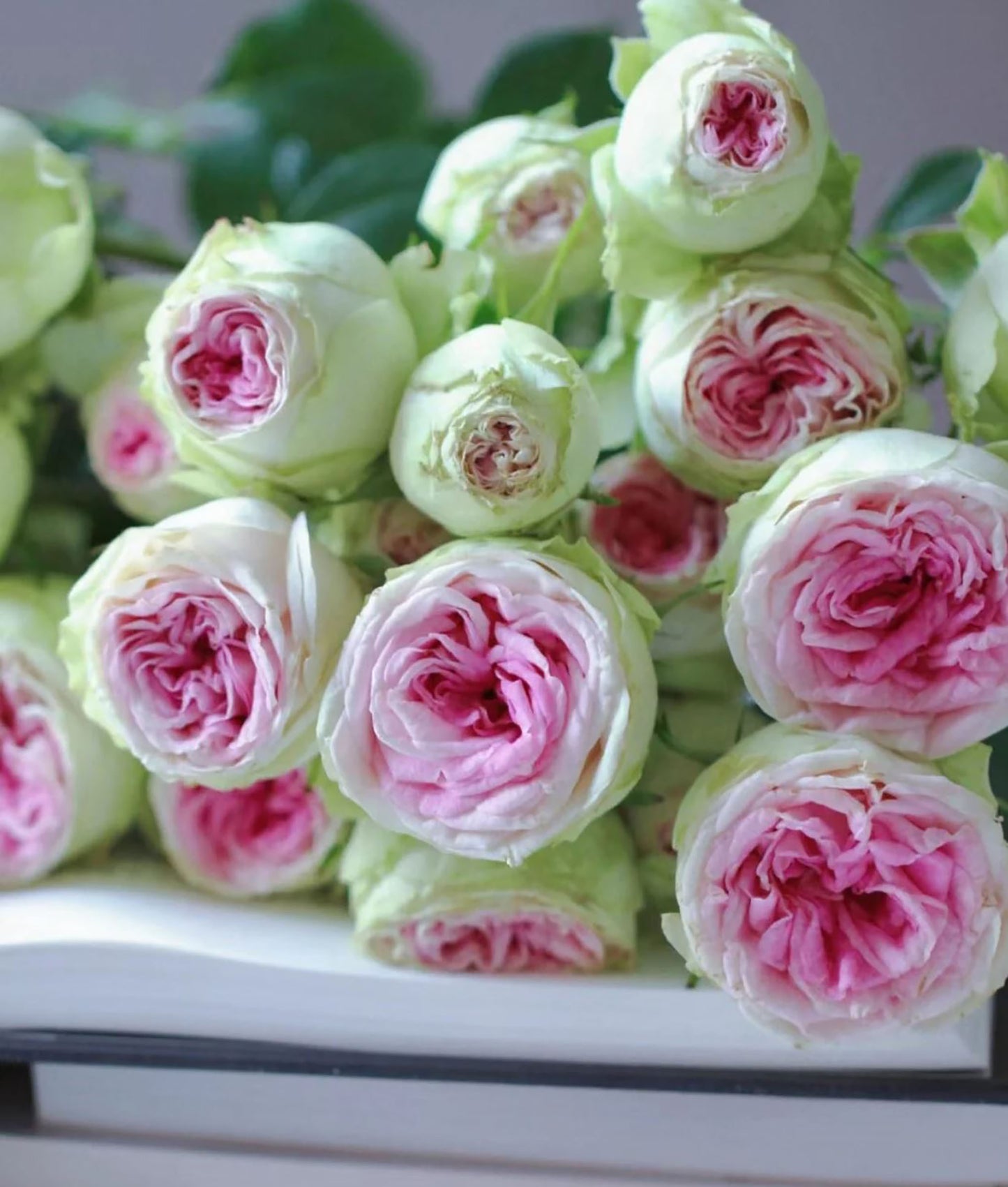 #SPN057,extremely similar to Gelato 冰淇淋, Netherlands Florist Floribunda Rose,Heat-tolerant, disease-resistant, Non-Grafted/Own Root.