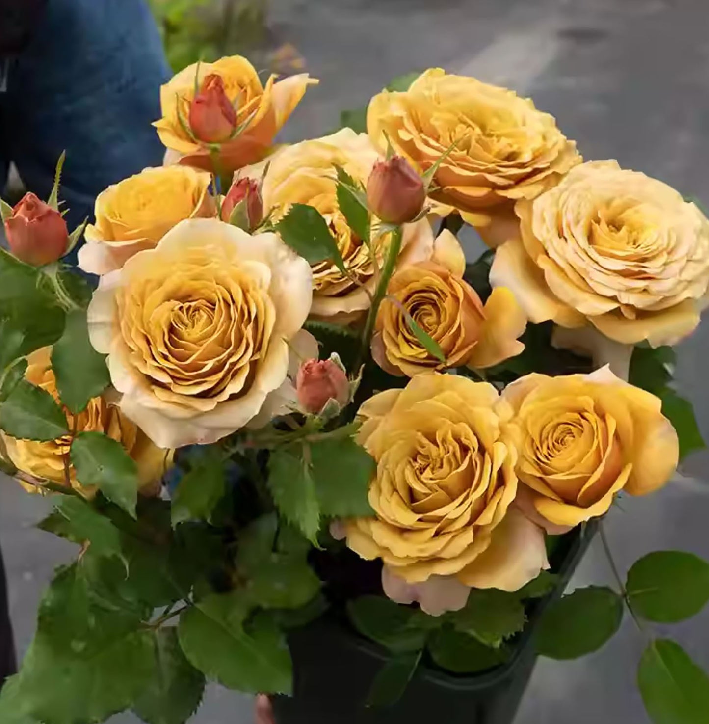 #SPJ185,Pine Dream 松之梦 ,Japanese Shrub Rose, Non-Grafted/Own Root.