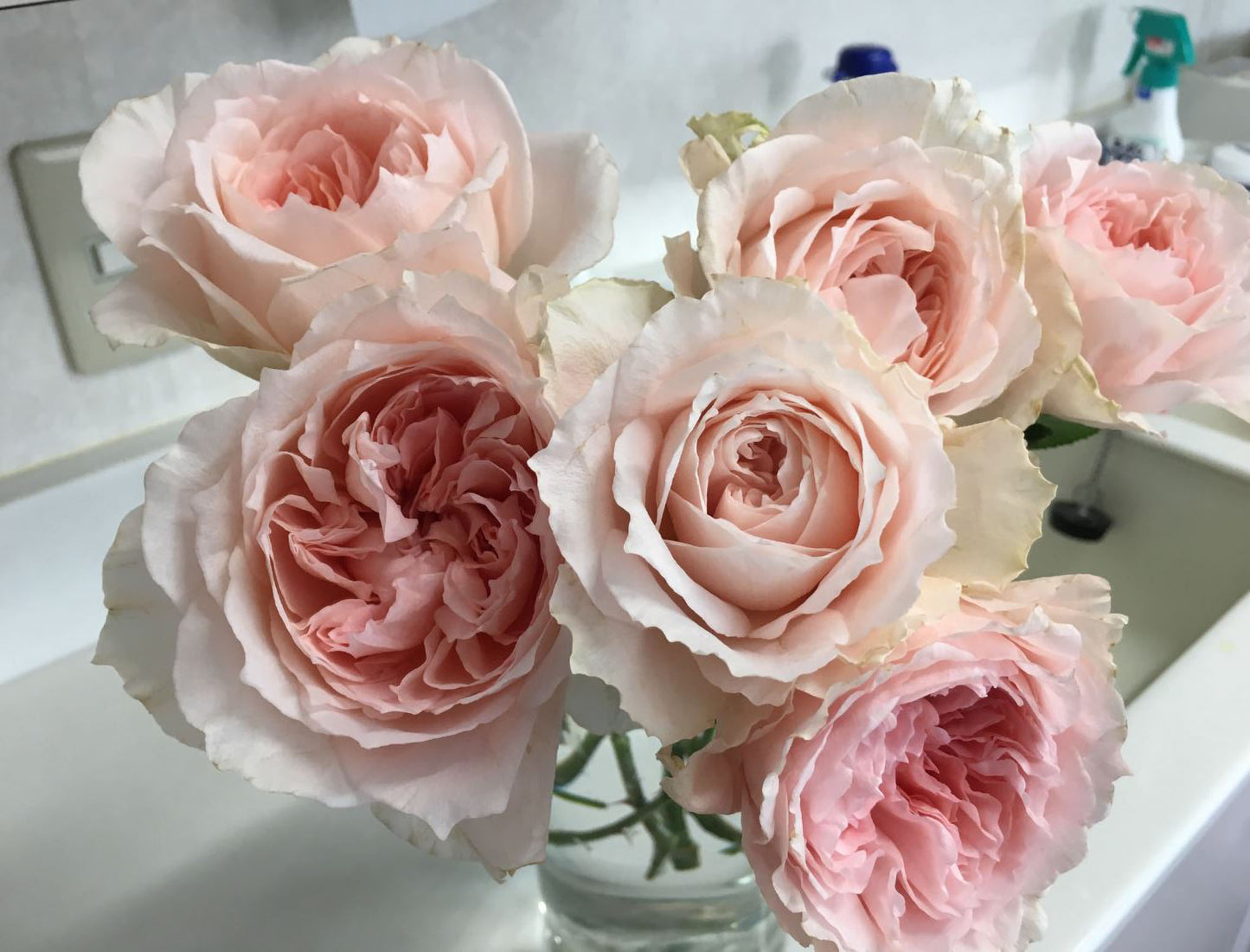 #SPJ115, Flow 涌流, Japanese Florist Shrub Rose.