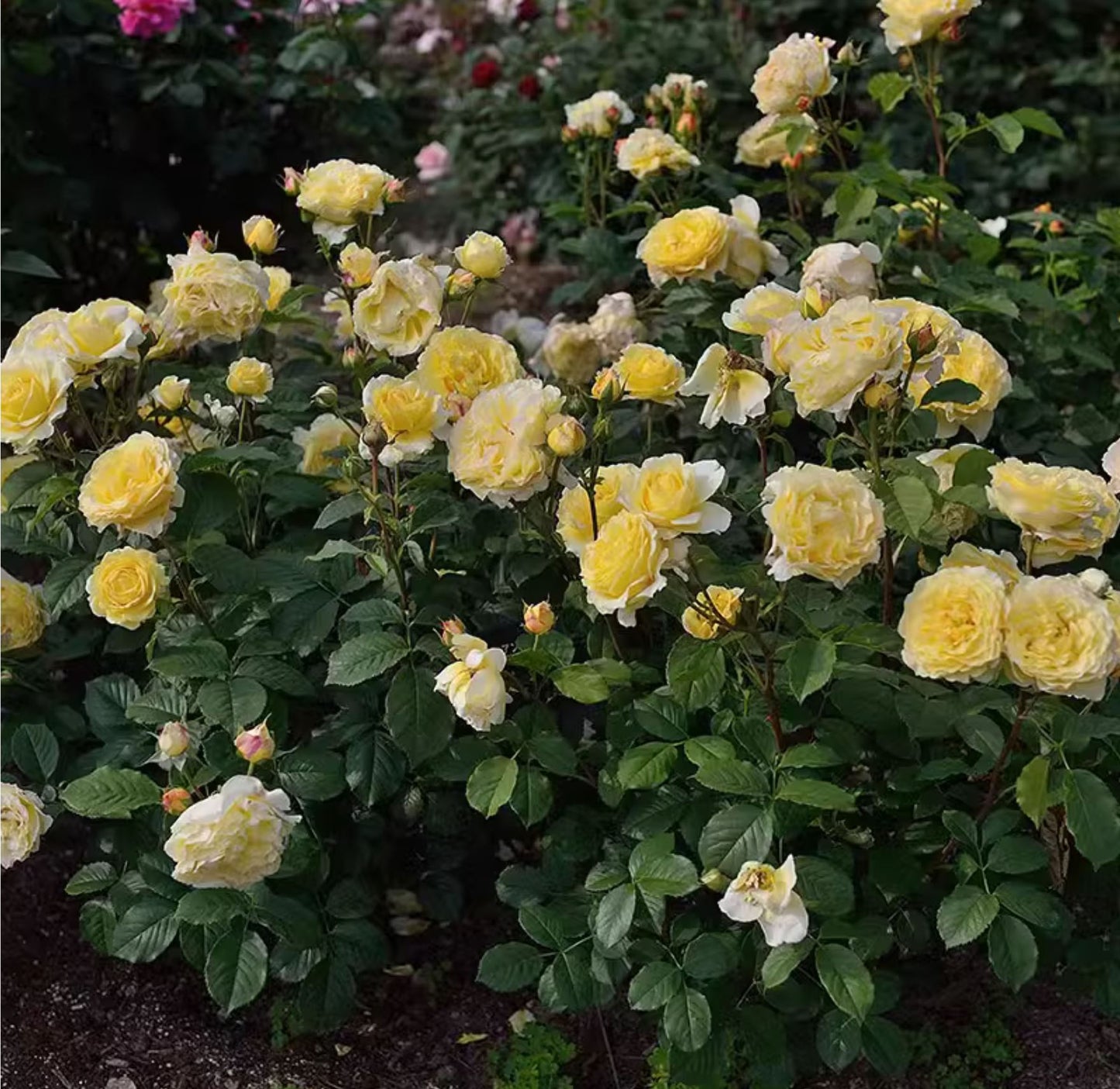 #SPF165, France Info 法国电台,Shrub Rose, Non-Grafted/Own Root.