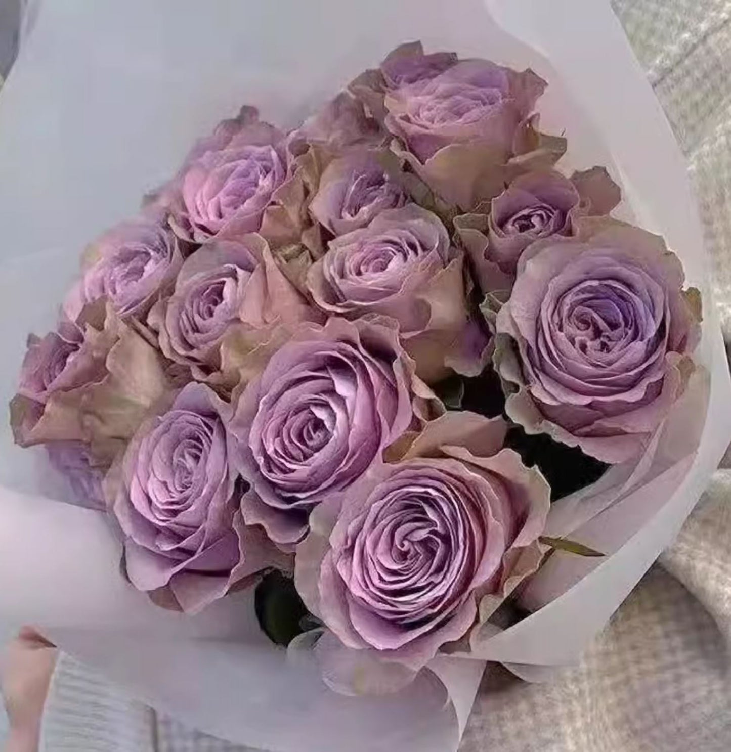 #SPN147, Tiara 罗马新娘,Florist Shrub Rose, Non-Grafted/Own Root.