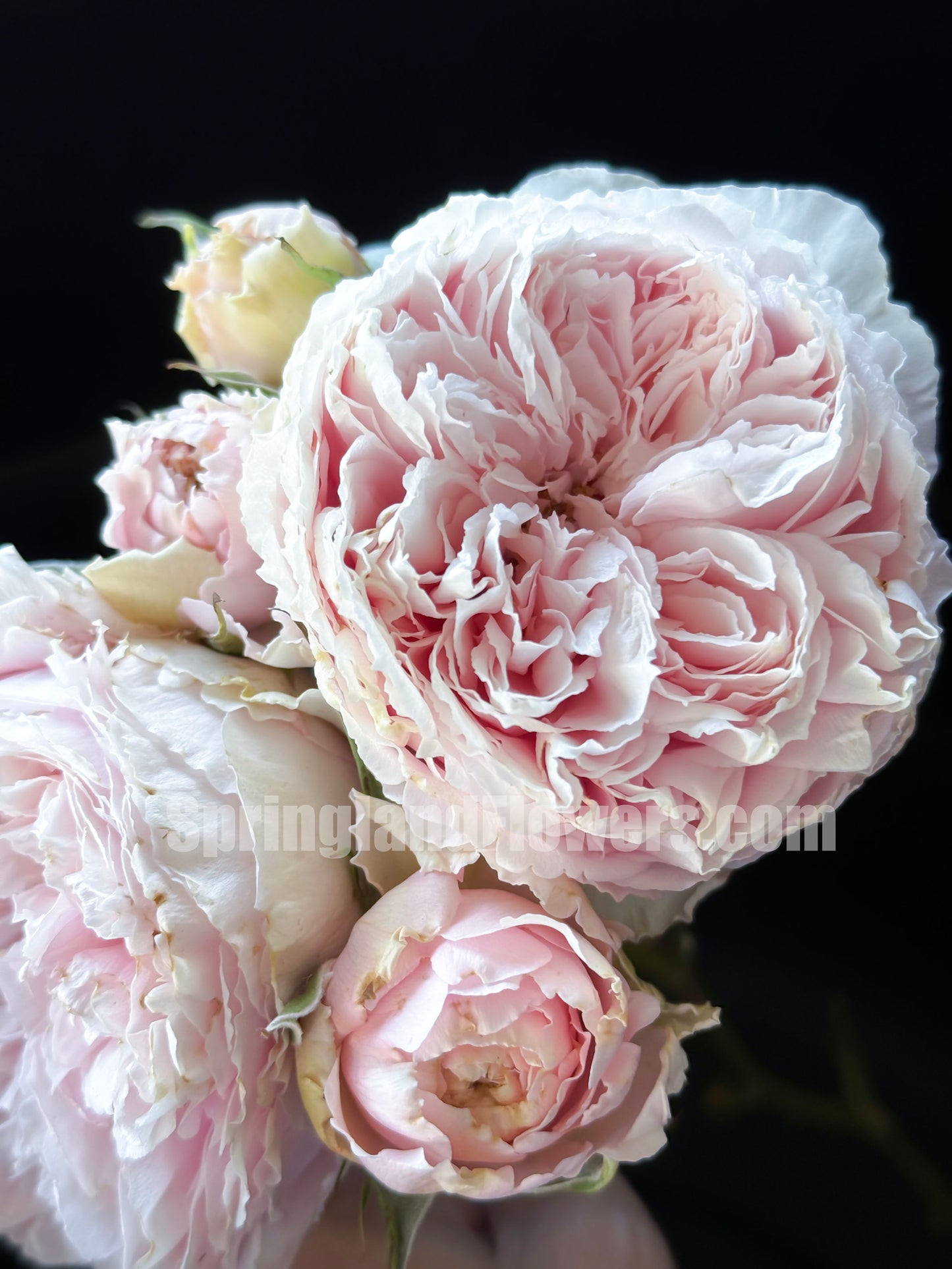 #SPC209, NEW ! 2022. YANZI 妍姿,Floribunda Rose,Heat-tolerant, disease-resistant, Non-Grafted/Own Root.