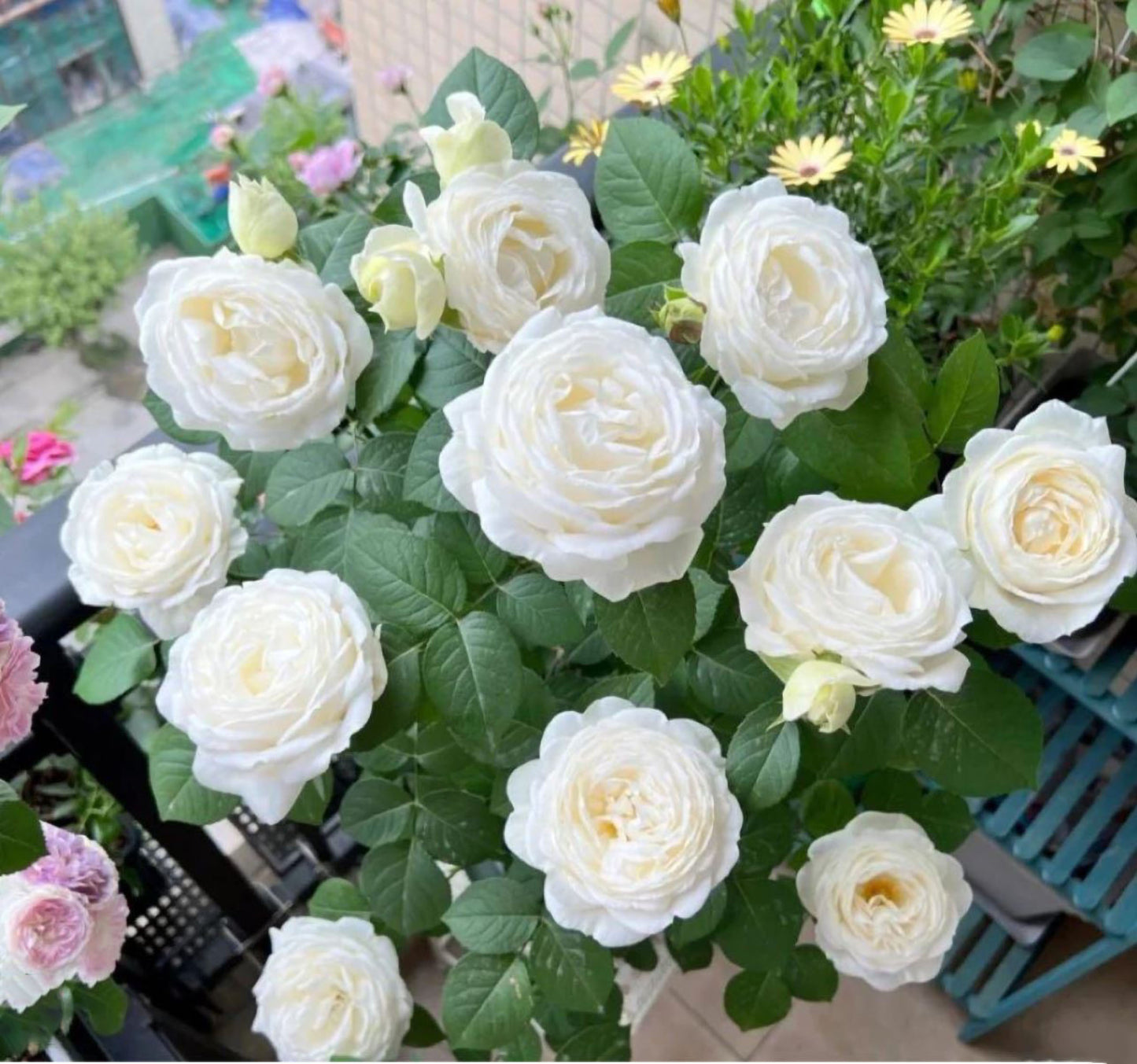 #SPJ145,Roads of wedding 婚礼之路,Japanese Florist Shrub Rose. Non-Grafted/Own Root.