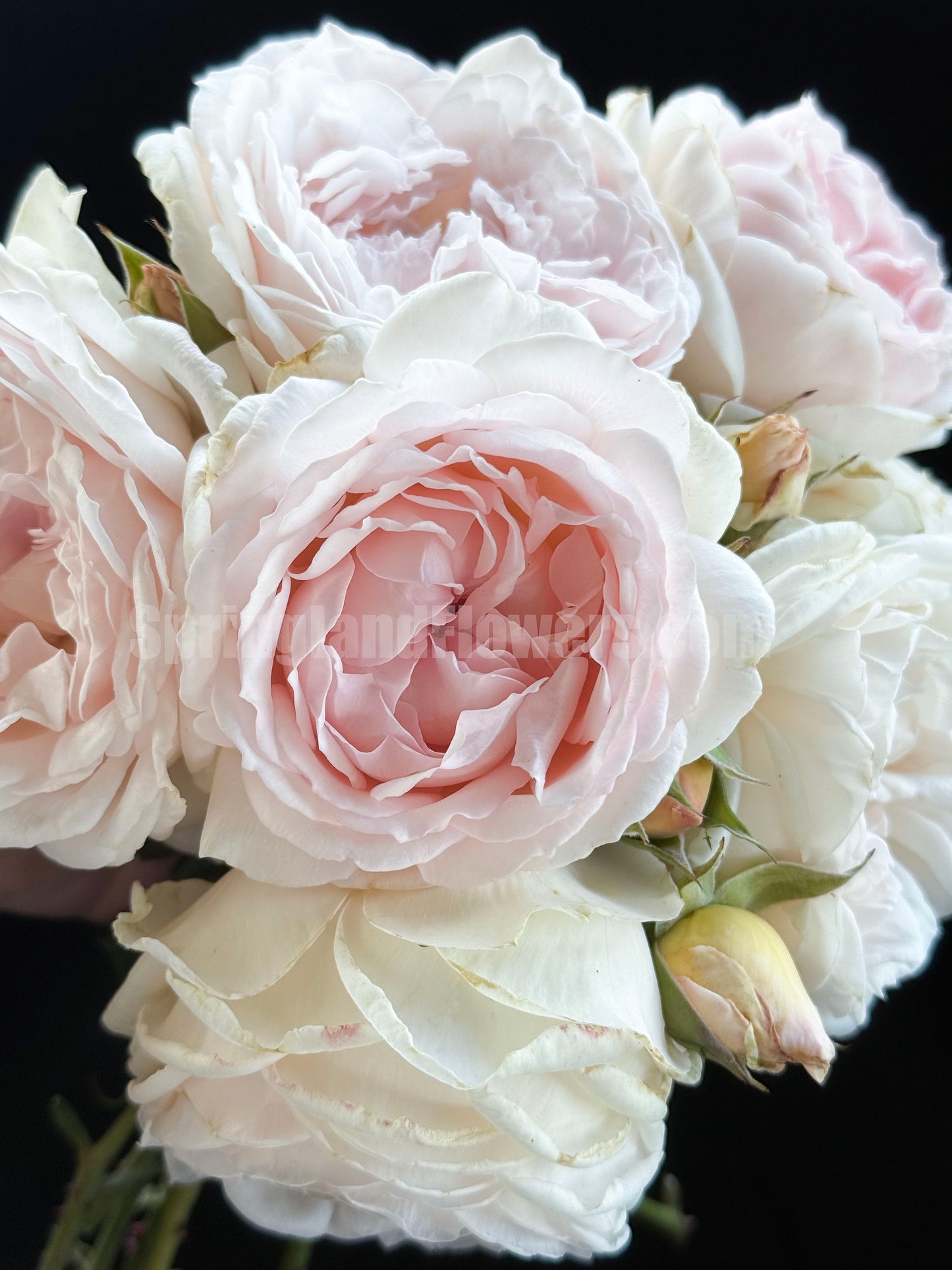 #SPJ112, Yukiwatari 雪渡, Japanese Shrub Rose,Heat-tolerant, Non-Grafted/Own Root.