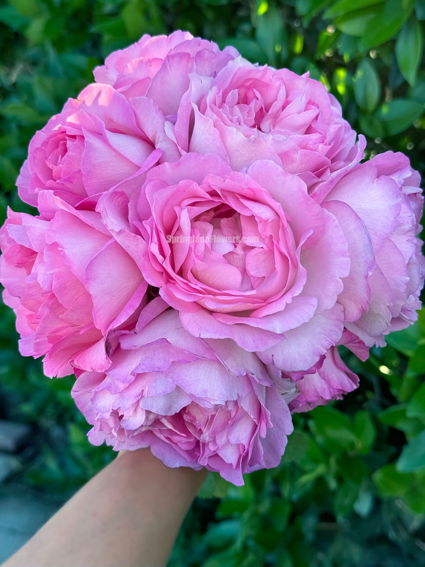 #SPJ098,Rien Rose 河本绊,Japanese Floribunda Rose,Fragrant and Thornless, Strong Disease Resistance, Non-Grafted/Own Root.