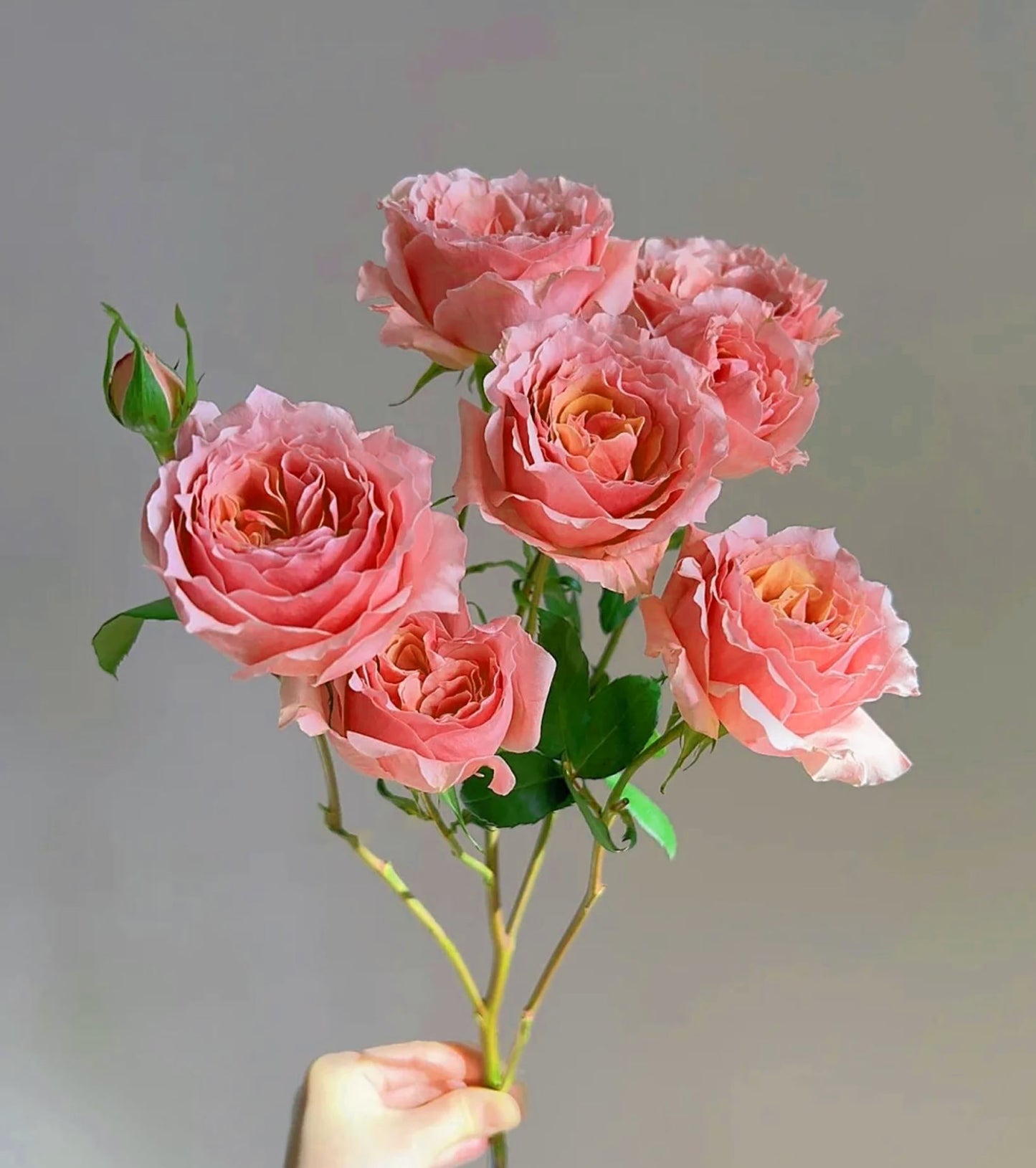 #SPJ070, Cheerleader 啦啦队长, Japanese Shrub Rose. Non-Grafted/Own Root.