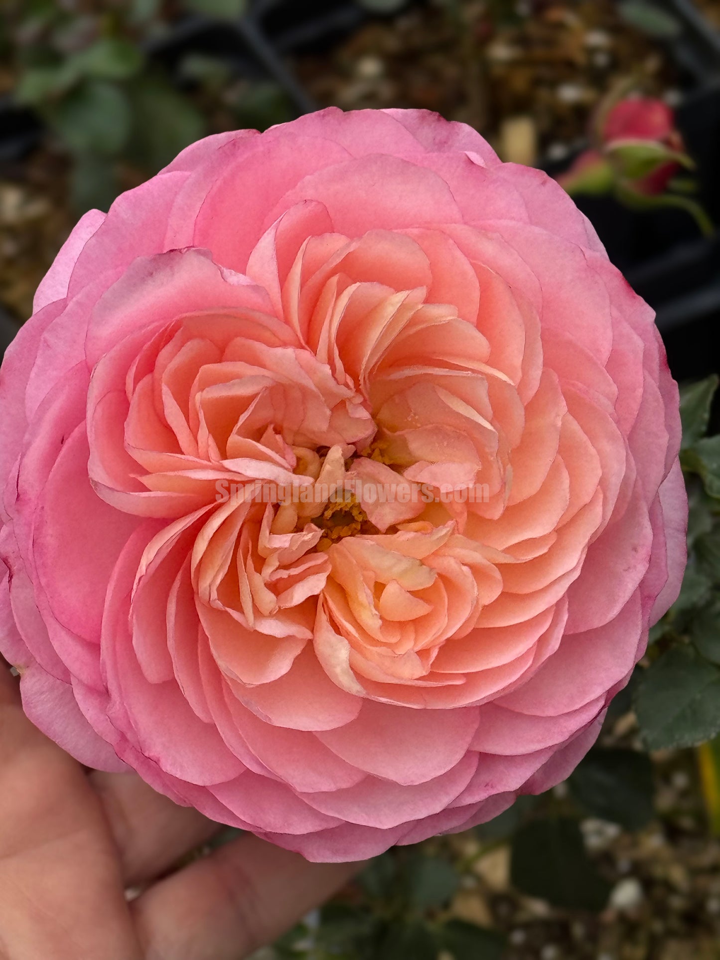 #SPF125,Extremely Similar to David Hockney 彩笔浪漫,Climbing & Shrub Roses, Non-Grafted/Own Root.
