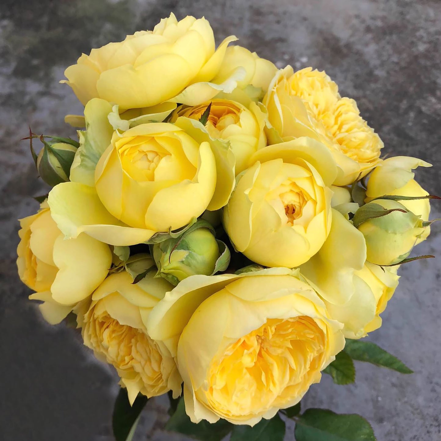 #SPN018, extremely similar to Catalina 凯特琳娜, Netherlands Florist Shrub Rose, Non-Grafted/Own Root.