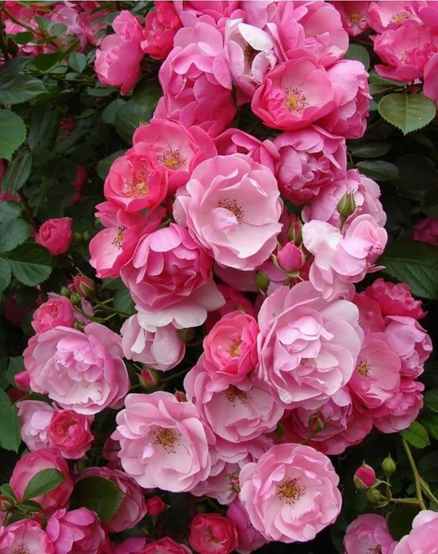 #SPG006 ,Angela 安吉拉, Floribunda, Climbing Rose. Non-Grafted/Own Root.