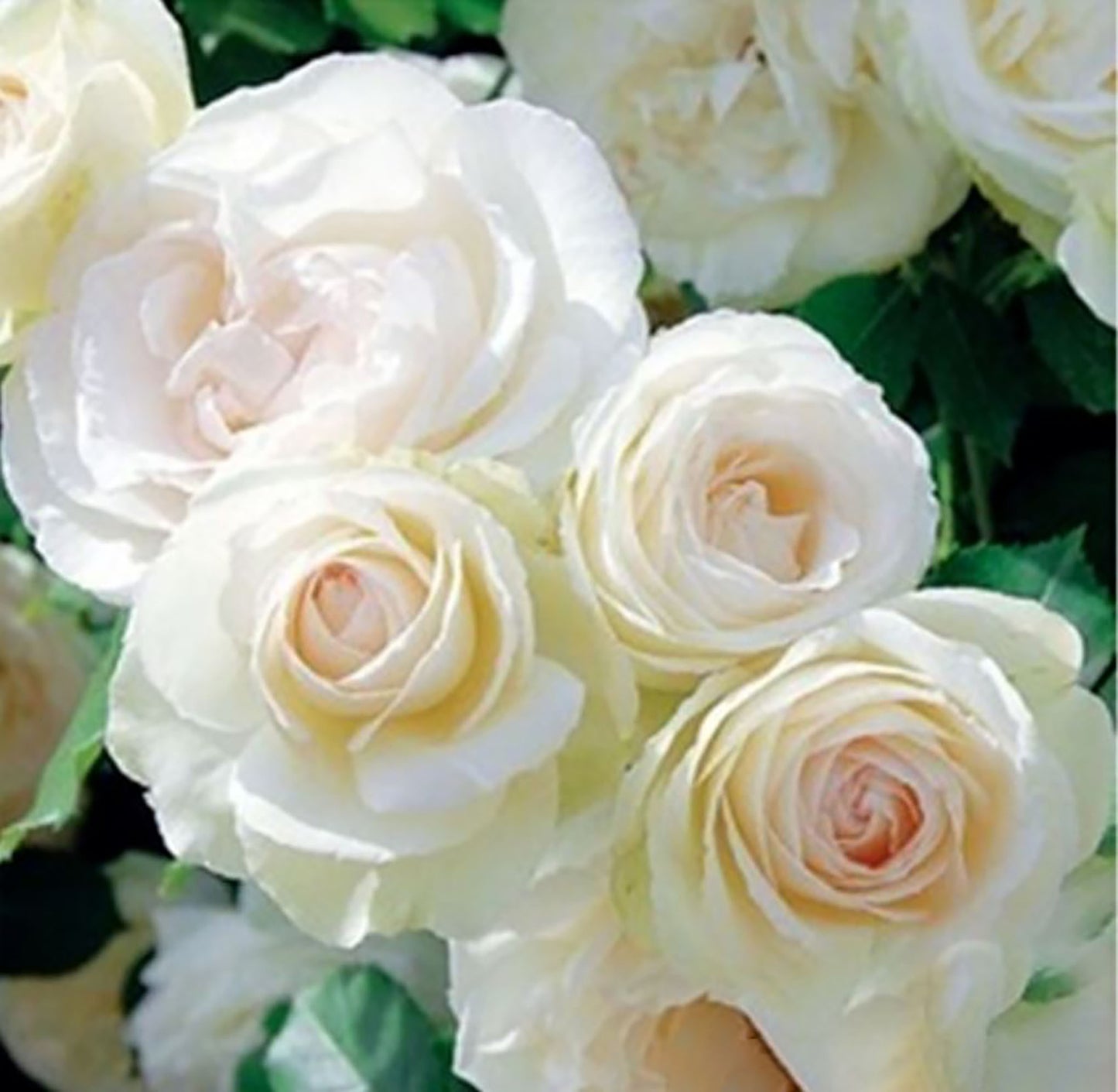 White Eden Climber 白色龙沙宝石,Non-Grafted/Own Root