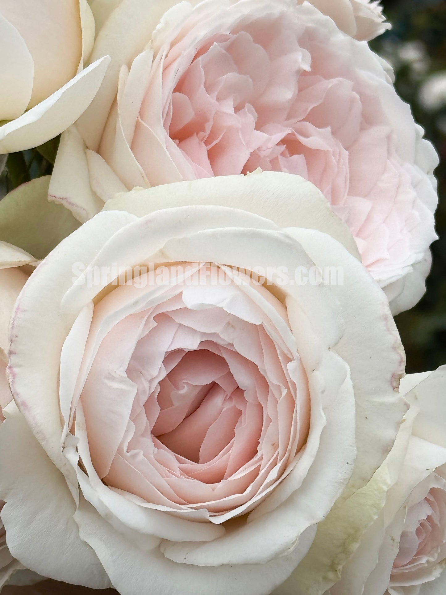 #SPJ167, Yuka 芳香之杯,Japanese Shrub Rose,Non-Grafted/Own Root.