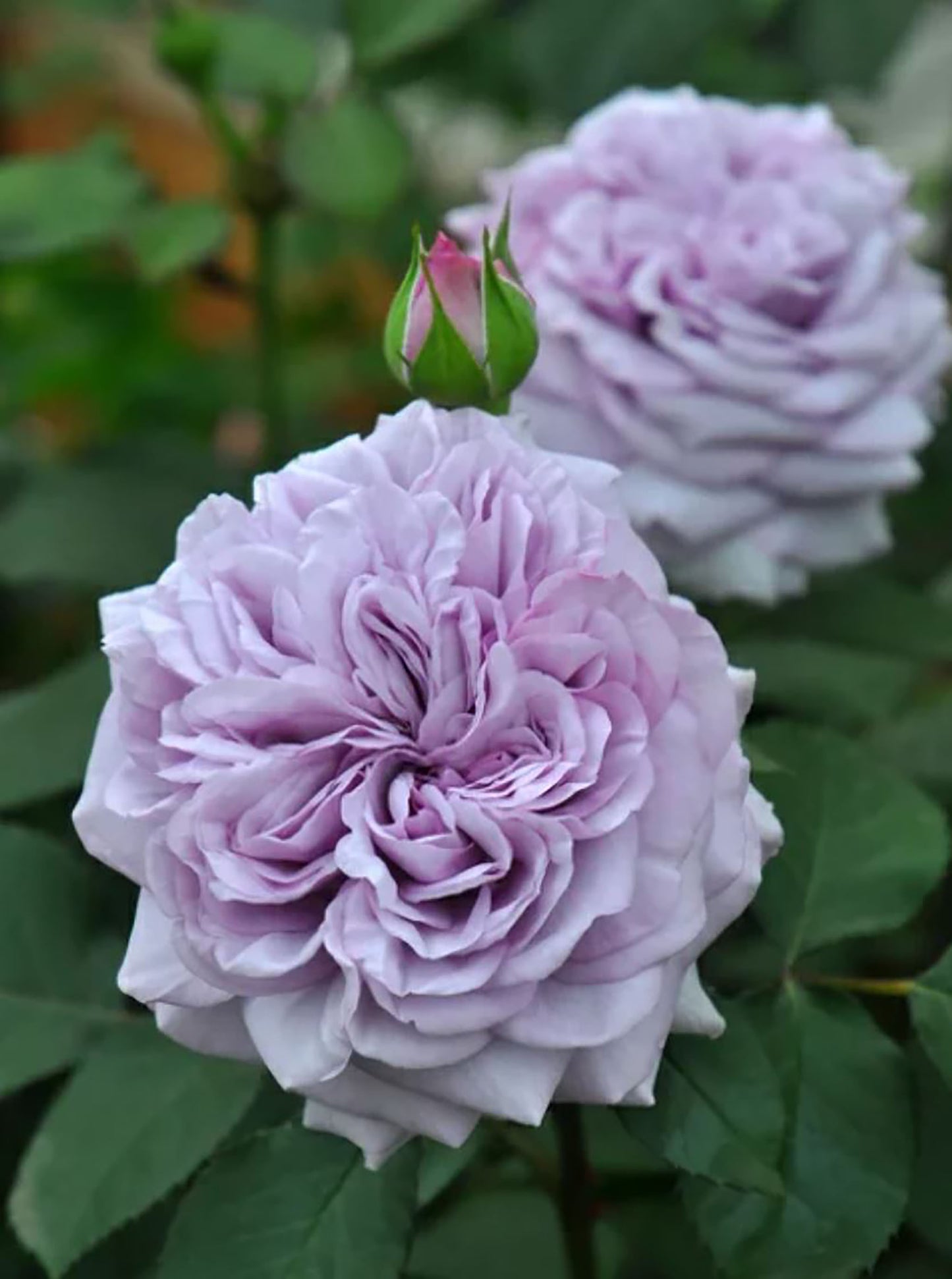 #SPJ269, Ilias 伊利亚特 , Floribunda Rose, Non-Grafted/Own Root.