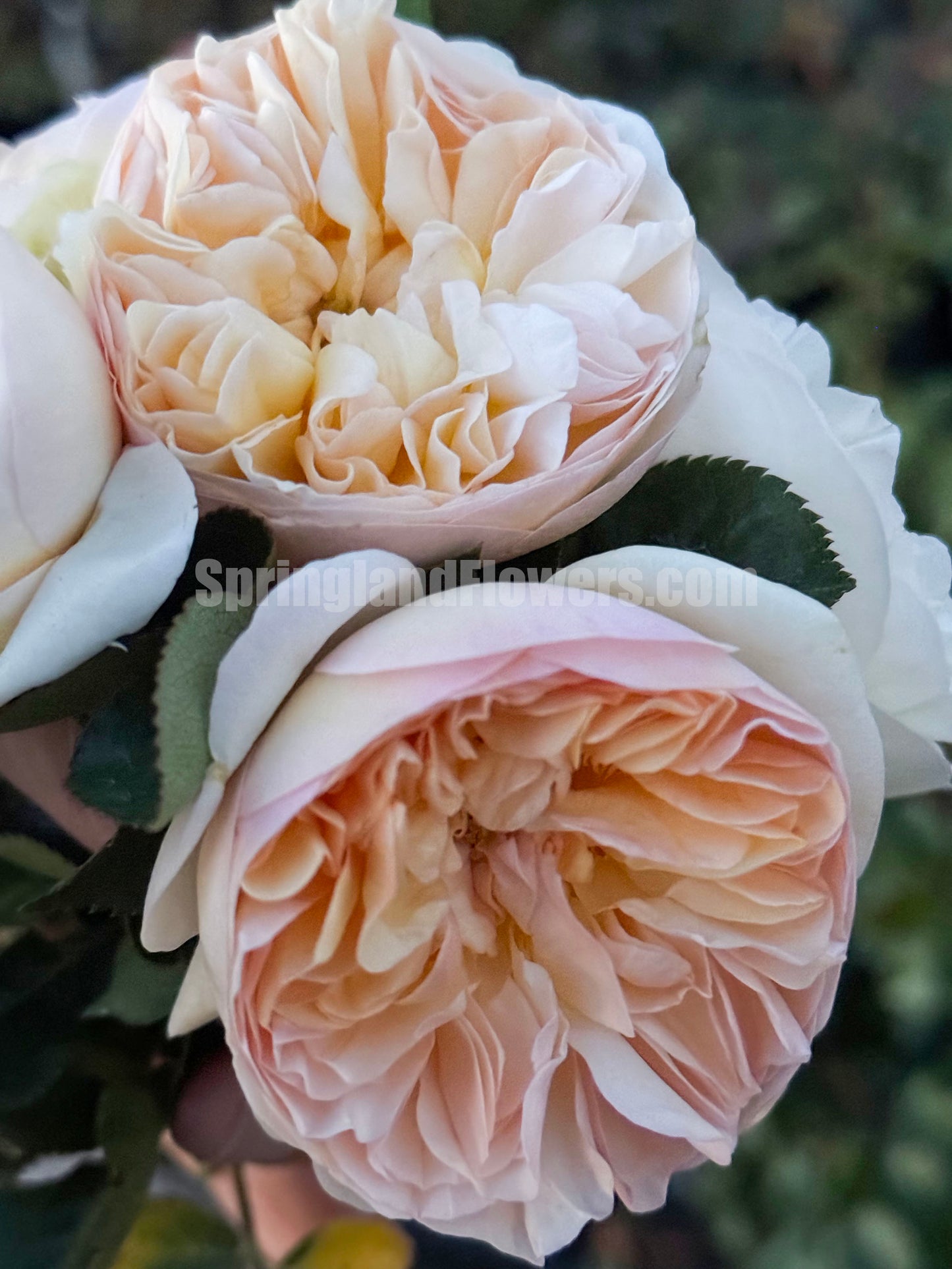 #SPJ156,Luciole 萤火虫 リュシオール,Japanese Shrub Rose, Disease-resistant and prolific bloomer. Non-Grafted/Own Root.