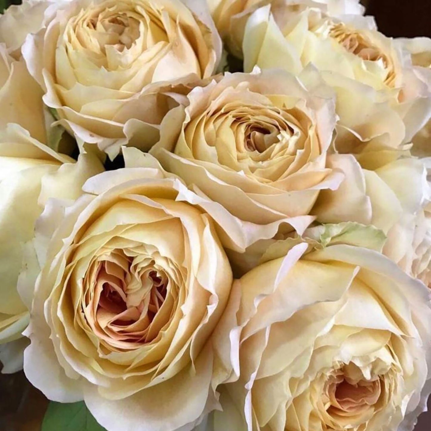 #SPG017 , Caramel Antike 焦糖古董, German Florist Shrub Rose, Non-Grafted/Own Root.