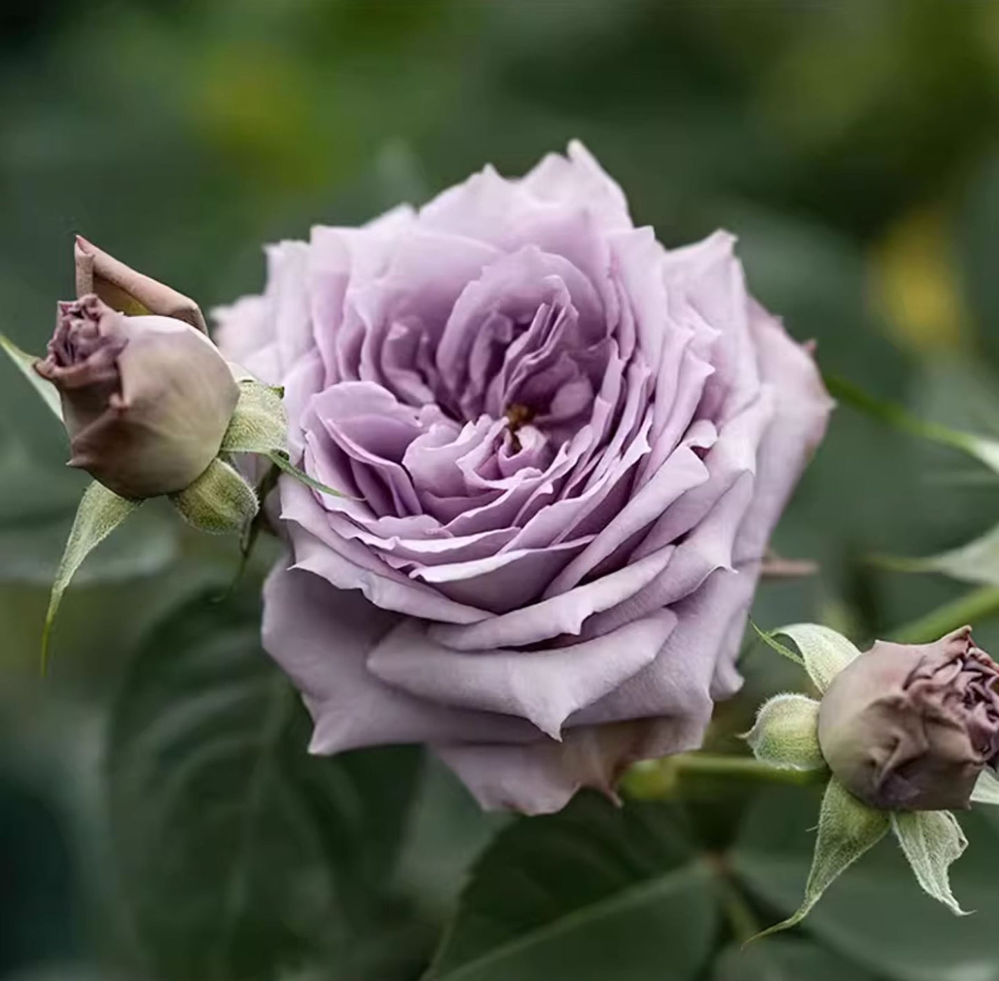 Lavender Moonlight 紫月光,Chinese Floribunda Rose, Non-Grafted/Own Root.