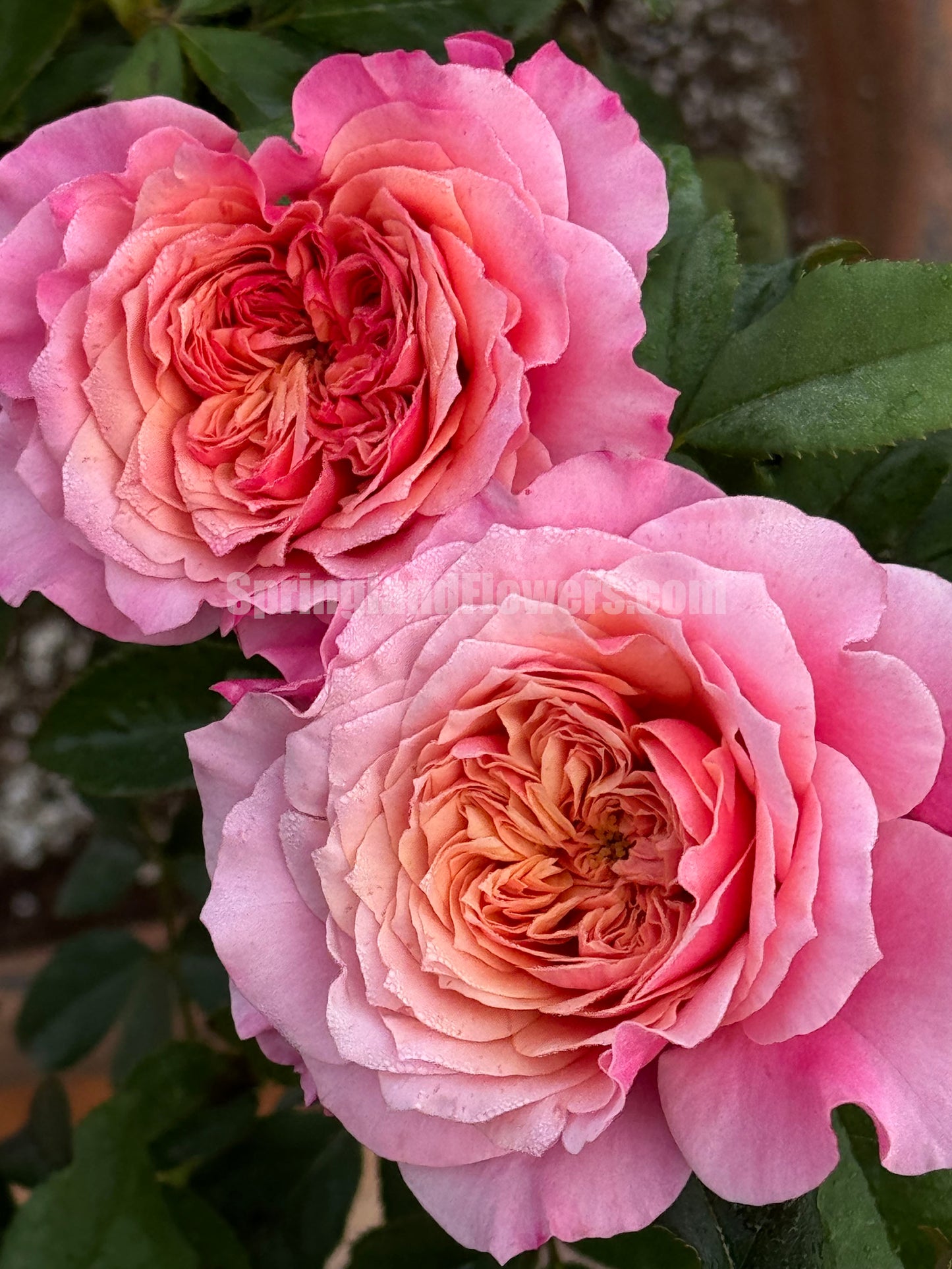 #SPJ035, Miyabi 雅,Florist Shrub Rose, Non-Grafted/Own Root.