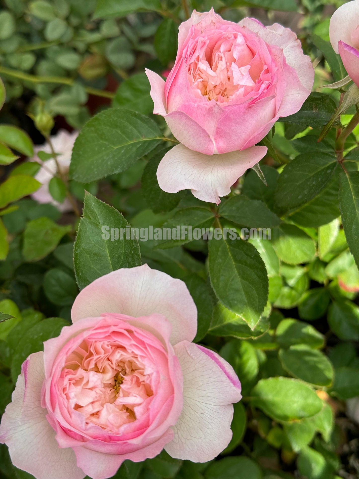 #SPJ093,extremely similar to Le Rire 乐咲, Japanese Florist Shrub Rose. Strong Fragrance,Thornless, Heat-tolerant, disease-resistant, Non-Grafted/Own Root.