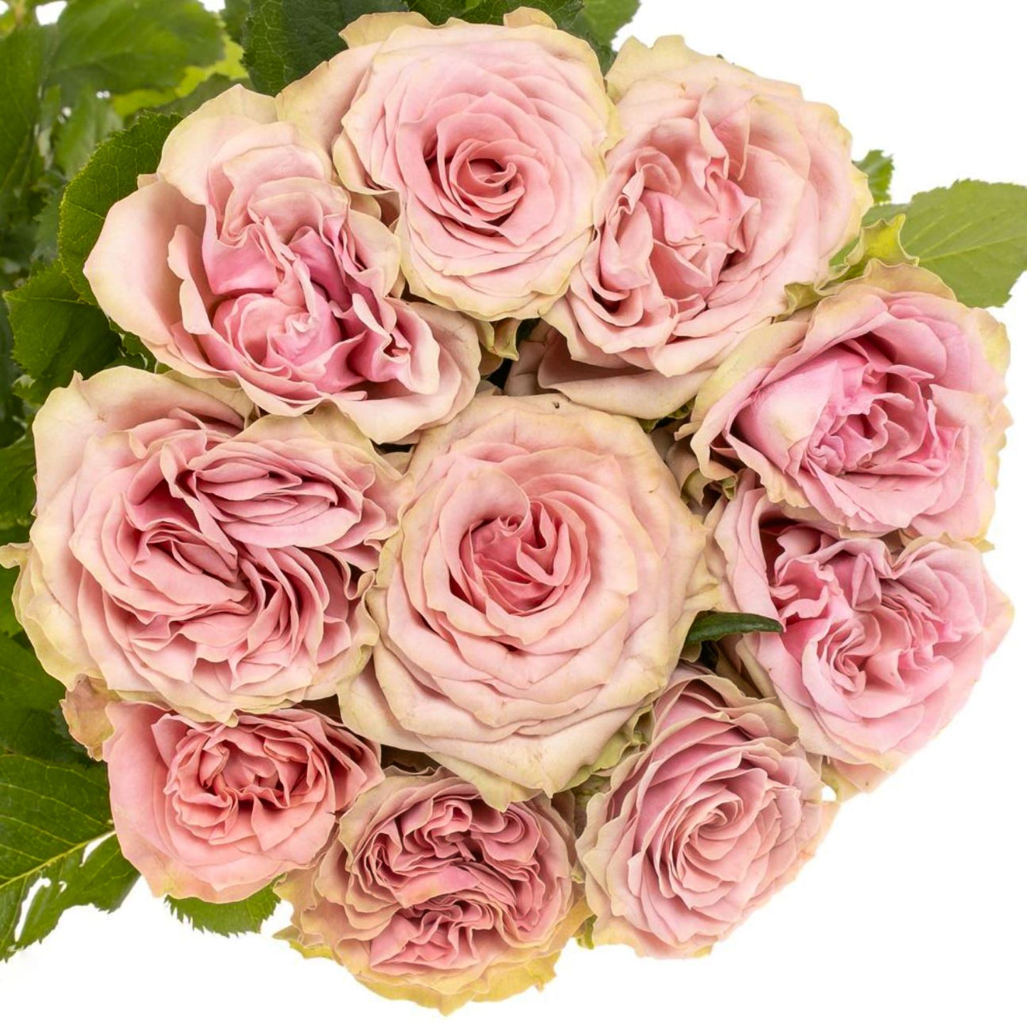 #SPN149,Retro Love 复古爱情,Netherlands Florist Shrub Rose,Heat-tolerant, Non-Grafted/Own Root.
