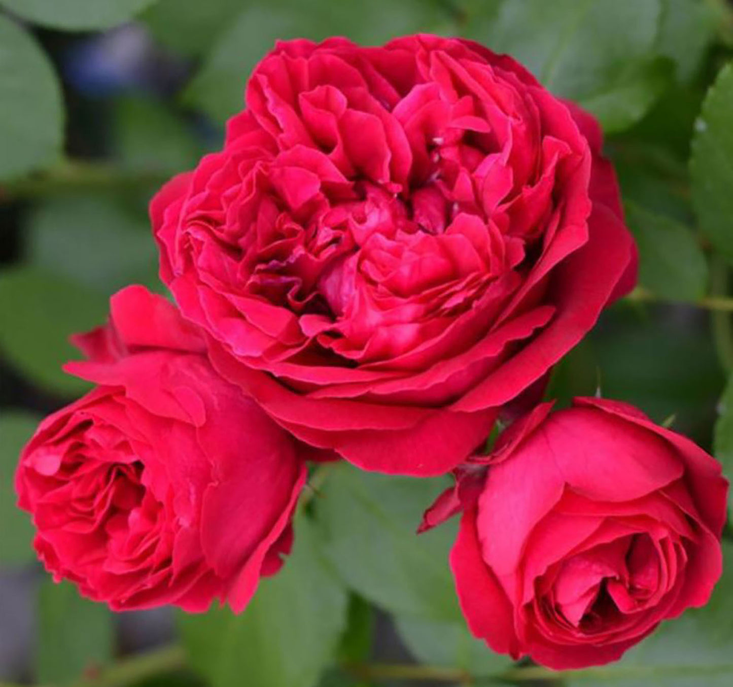 Red Eden 红色龙沙, Climbing Rose, Non-Grafted/Own Root.