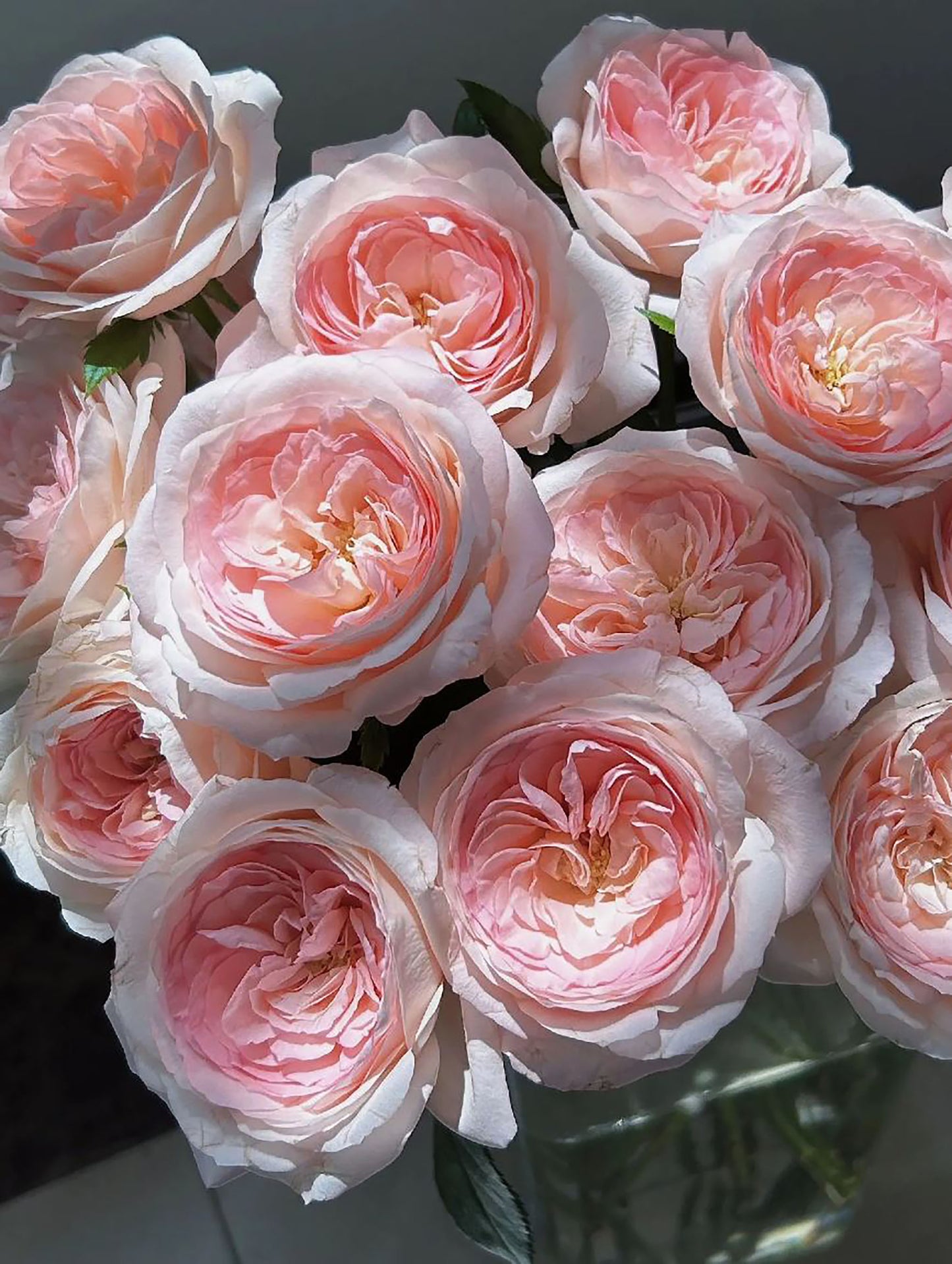 Mayra's Bridal Pink 粉色梅拉新娘, Florist Shrub Rose,Upright, Heat-tolerant, disease-resistant, Non-Grafted/Own Root.