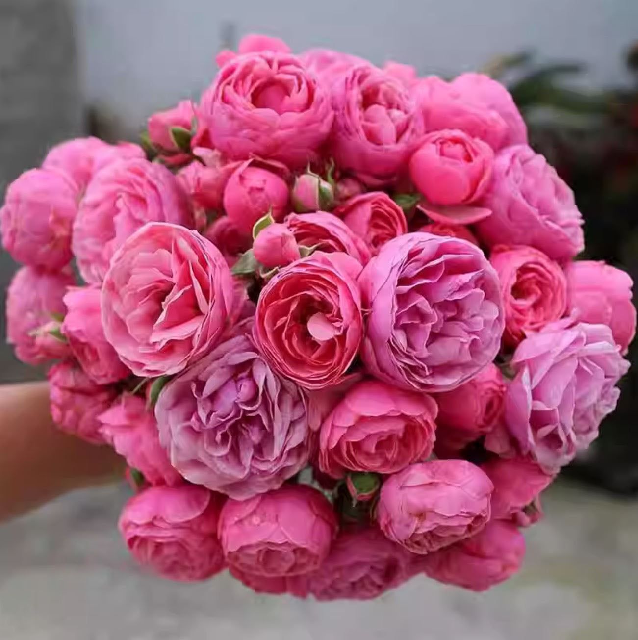 #SPG223,Pomponella 艾拉绒球,Excellent Disease Resistance,Long Flowering Period, Non-Grafted/Own Root.