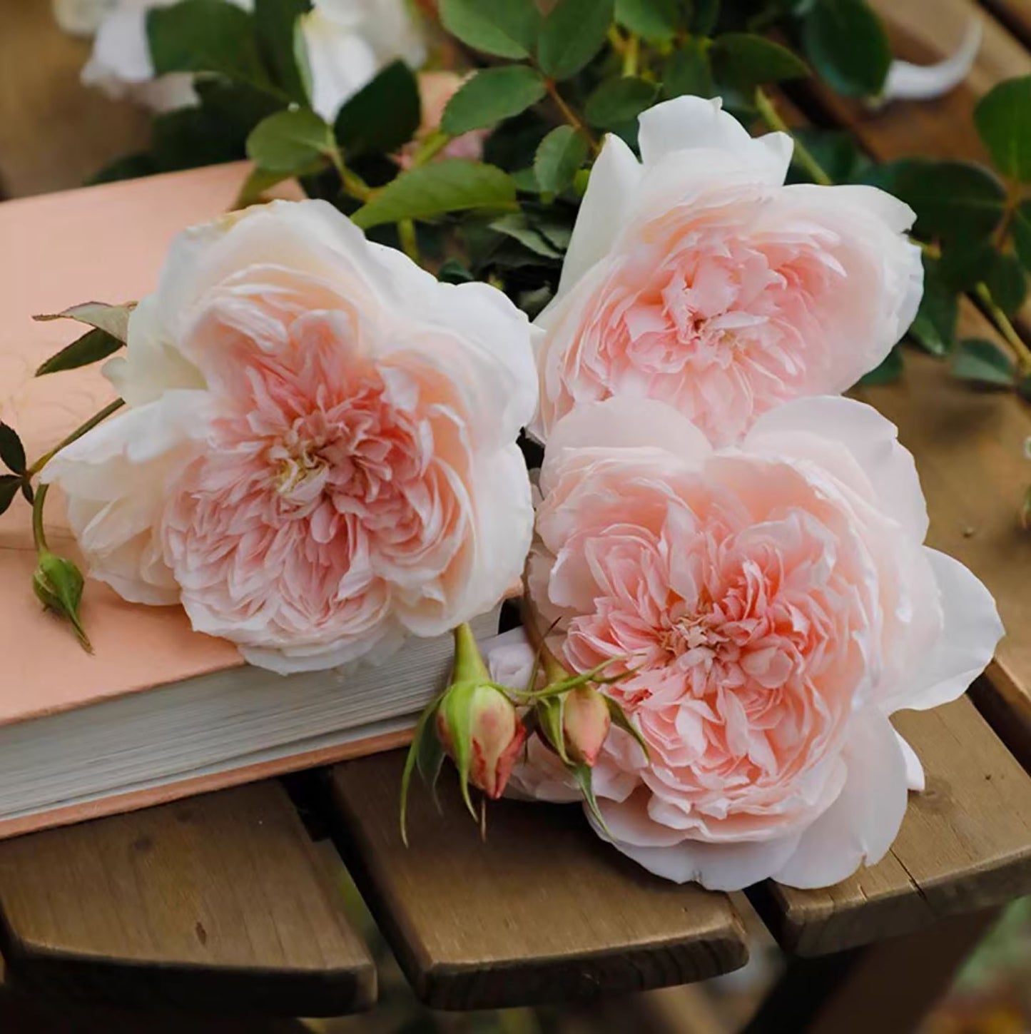 Blossom of Love/JiaShu ,Shrub Rose,Heat Resistant, Non-Grafted/Own Root.