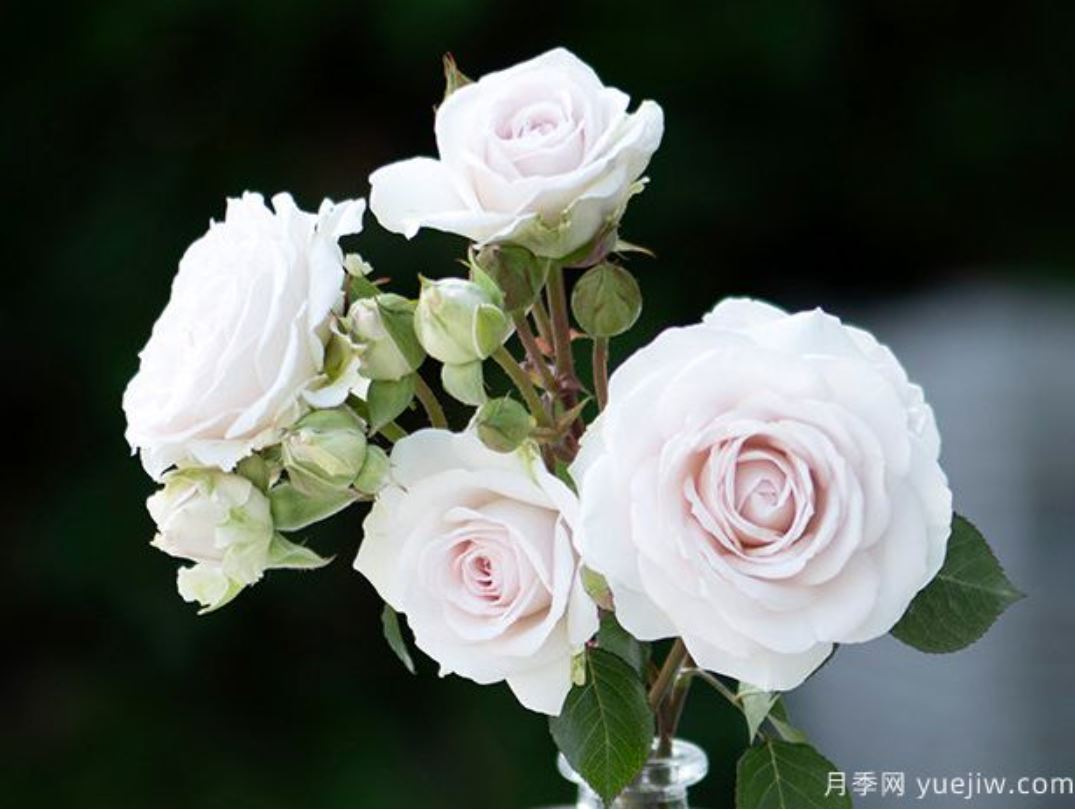 NEW ! 2021. Tranquil Dawn 青霜,Floribunda Rose,Heat-tolerant, disease-resistant, Non-Grafted/Own Root.