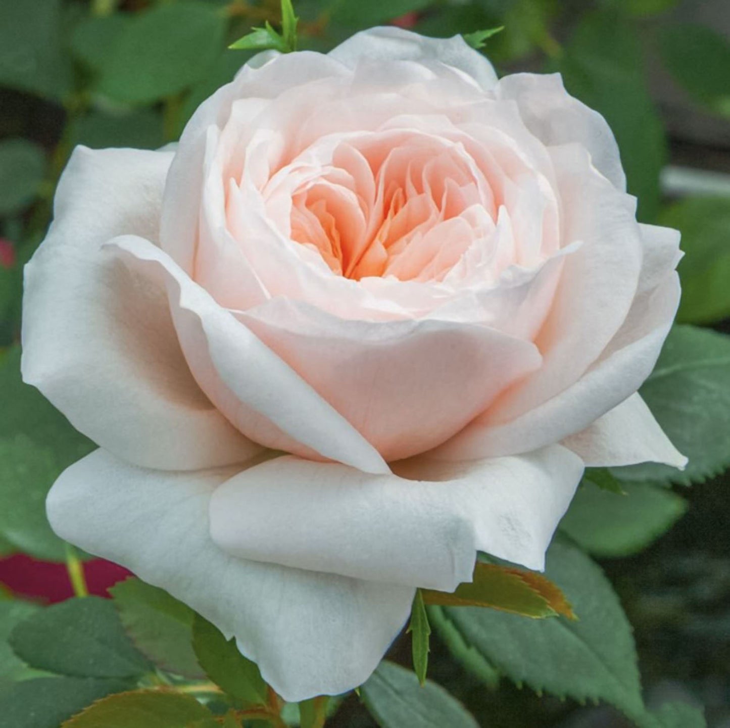 Sabrina 萨布丽娜, Climbing Rose,Non-Grafted/Own Root.