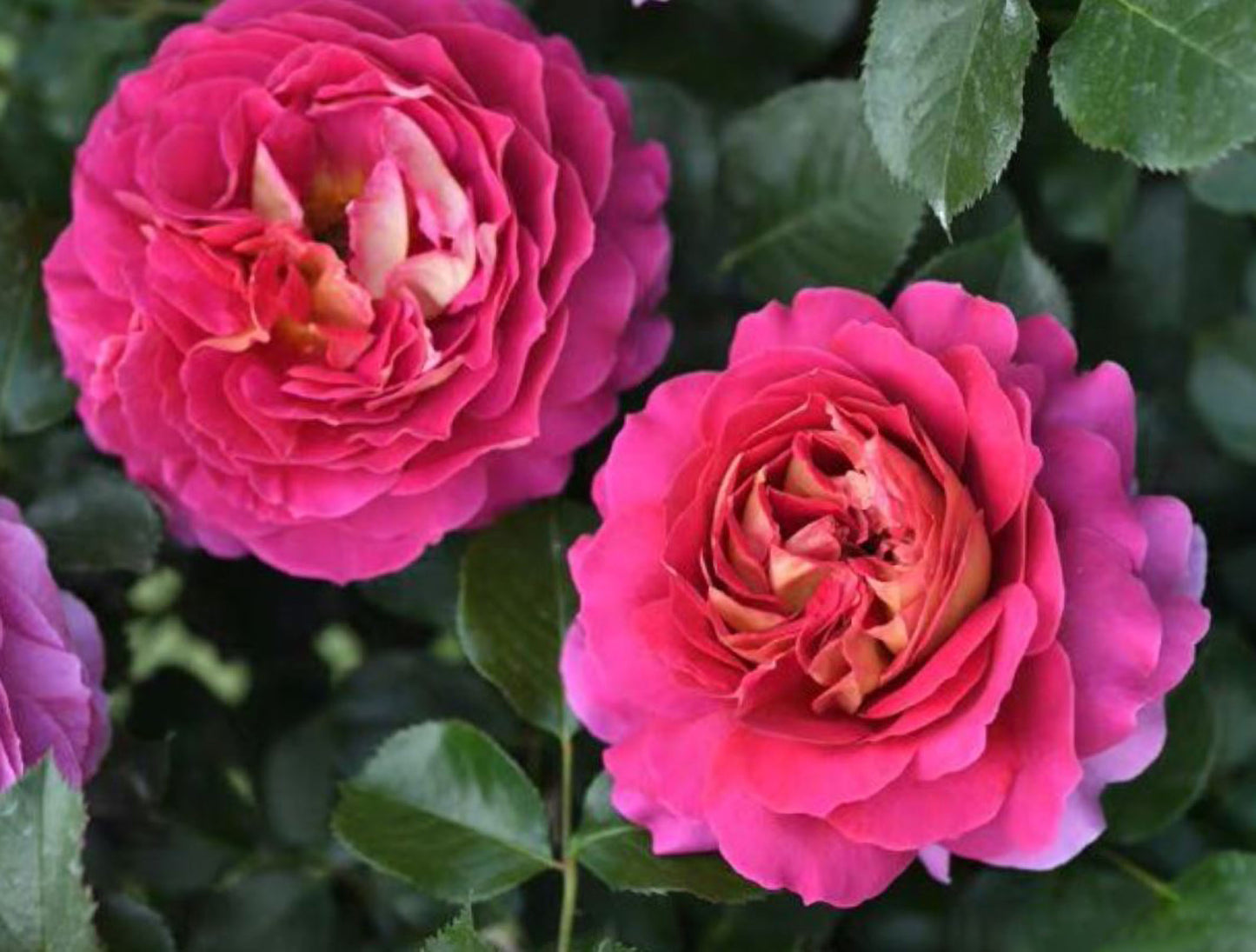 #SPF239, Esprit de Paris 巴黎精神, Shrub Rose, Non-Grafted/Own Root.