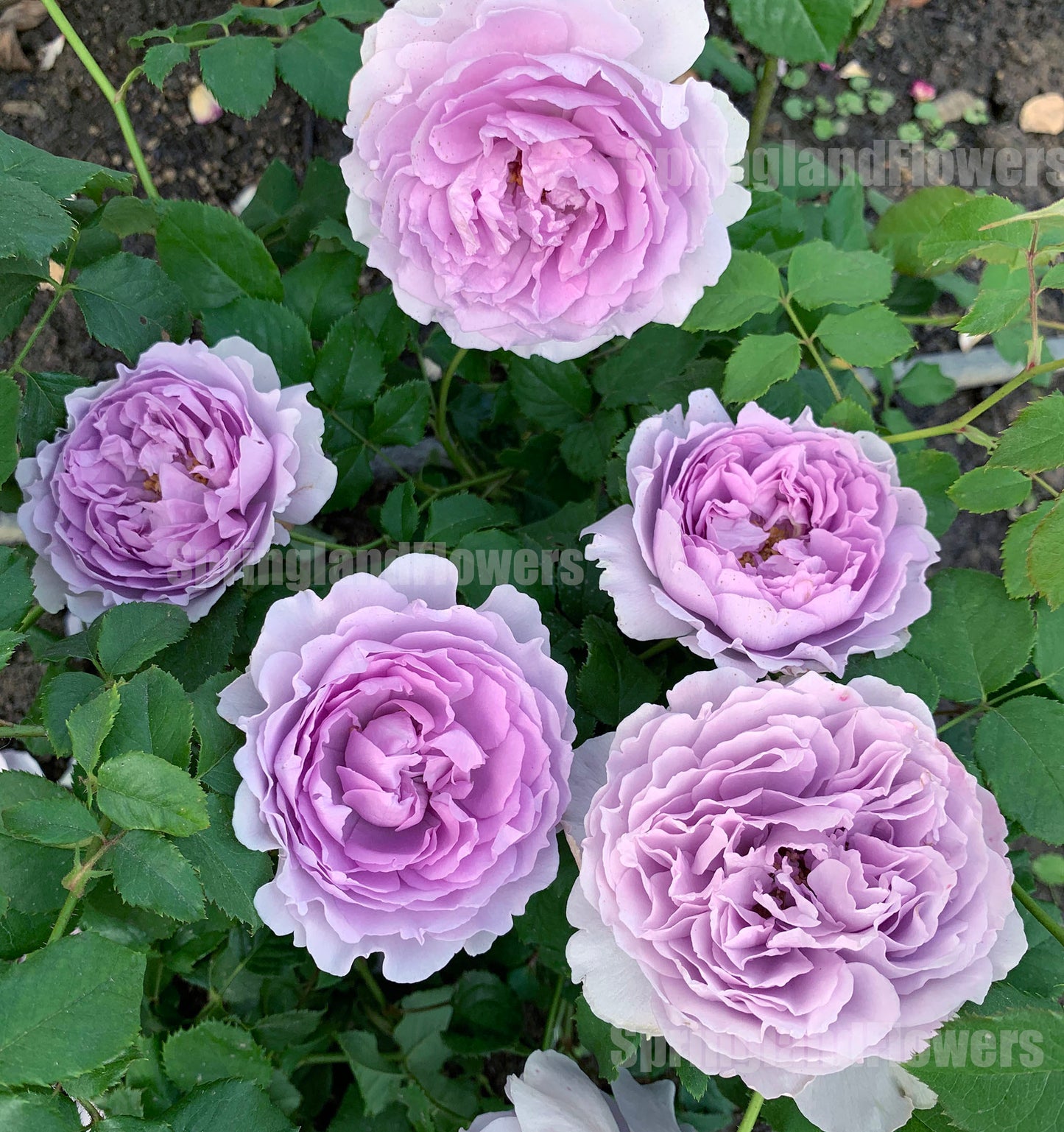 #SPC190, Yinyinqing / Memory of Blue (隐隐青) , Shrub Rose, Non-Grafted/Own Root. Strong Fragrance. Resistant to high temperature and humidity.