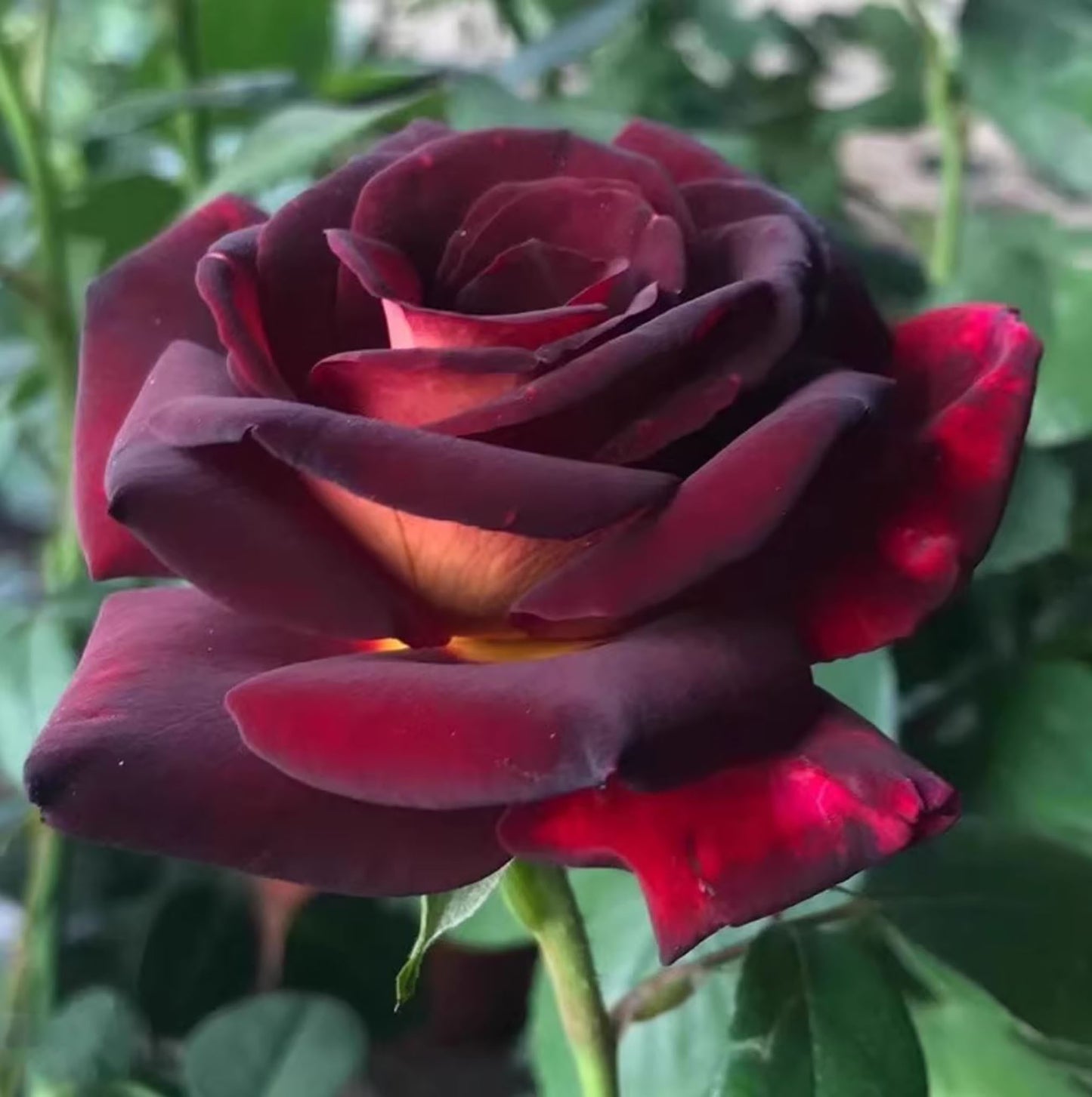 Eddy Mitchell 骇客, Hybrid Tea Rose, 2 Years Old 1 Gal, Non-Grafted/Own Root.