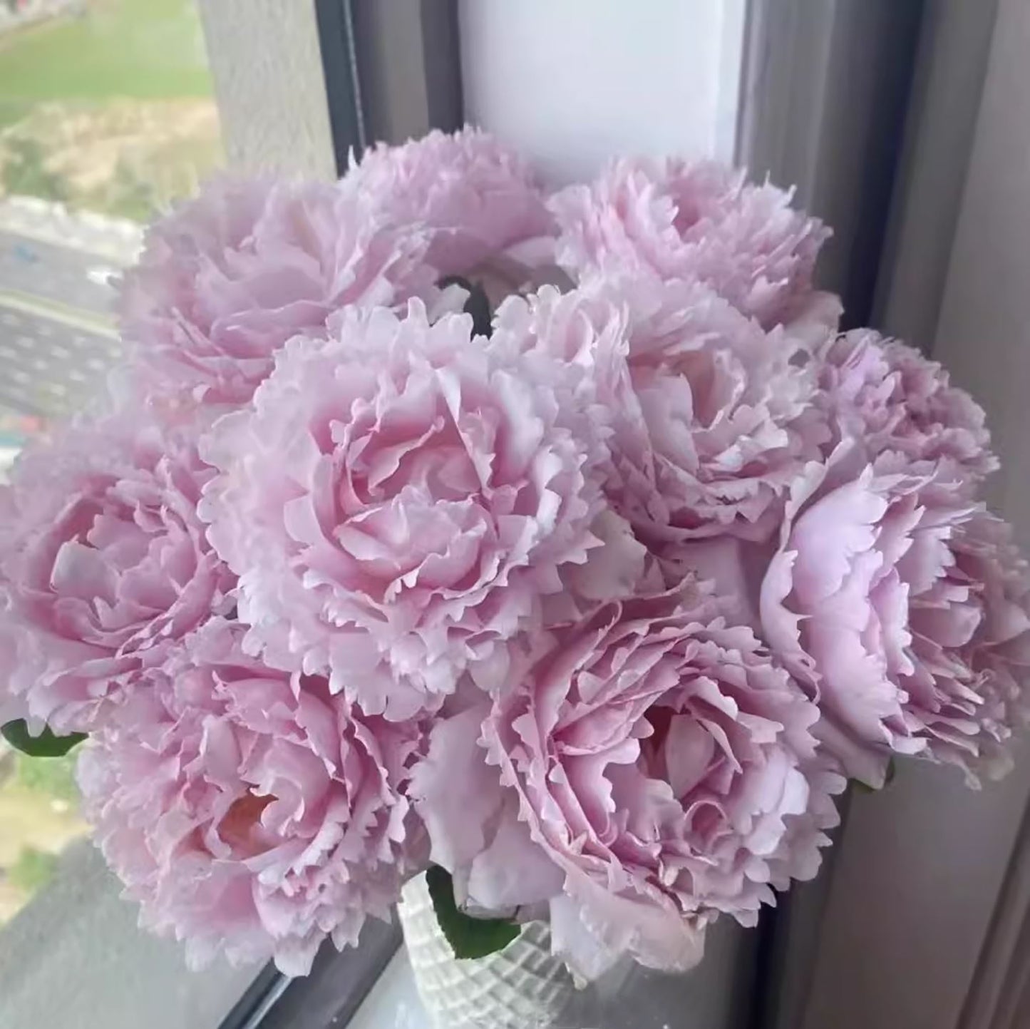#SPF065,Sophie Rochas 索菲罗莎, Florist Shrub Rose, Non-Grafted/Own Root.