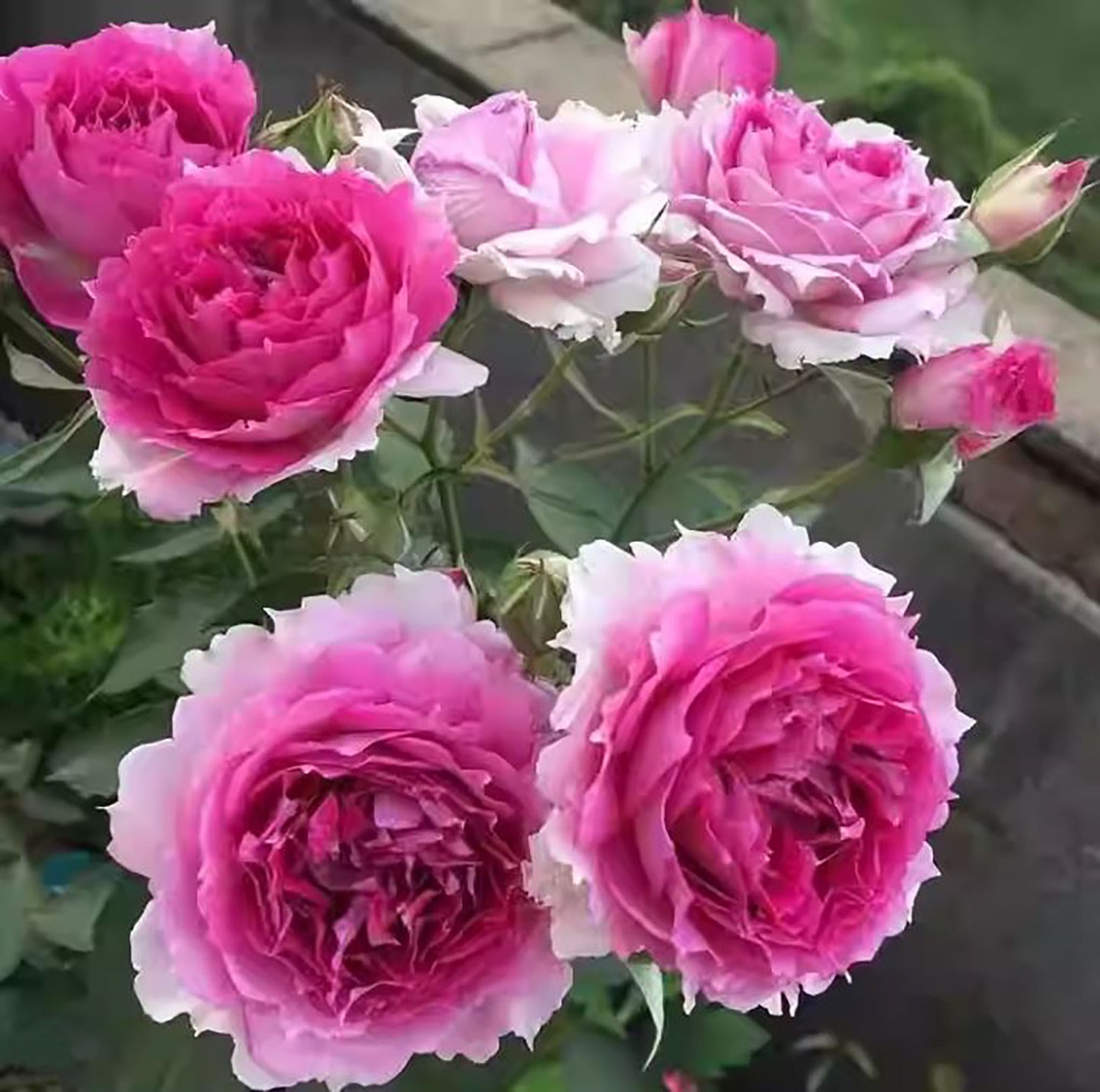 #SPJ067, Sheherazad 天方夜谭, Japanese Floribunda Rose, Thornless, Strong Fragrance, Non-Grafted/Own Root.